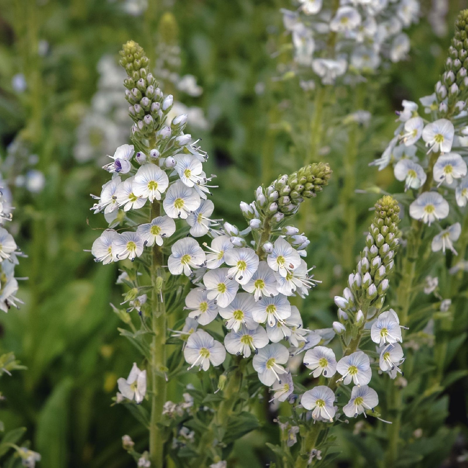 Clusters of delicate white blooms with yellow centers and fine purple veins grace tall green stems of Veronica gentianoides, offered in a 9cm pot—an early-flowering perennial ideal for adding elegance to lush green foliage displays.