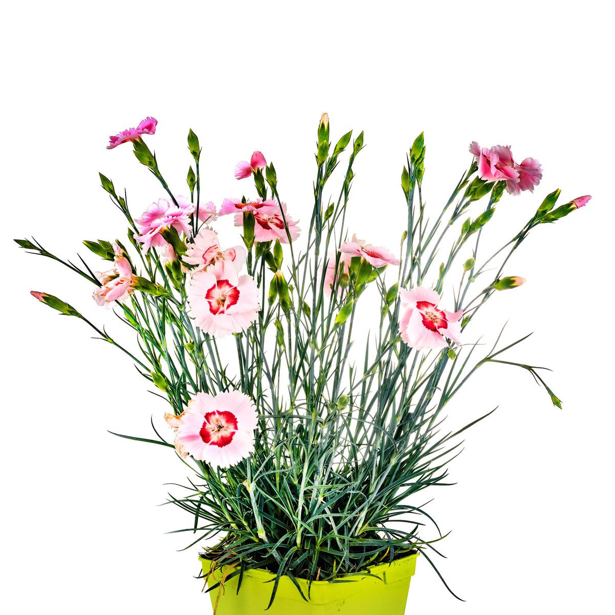 Dianthus x allwoodii &#39;Tequila Sunrise&#39; 9cm