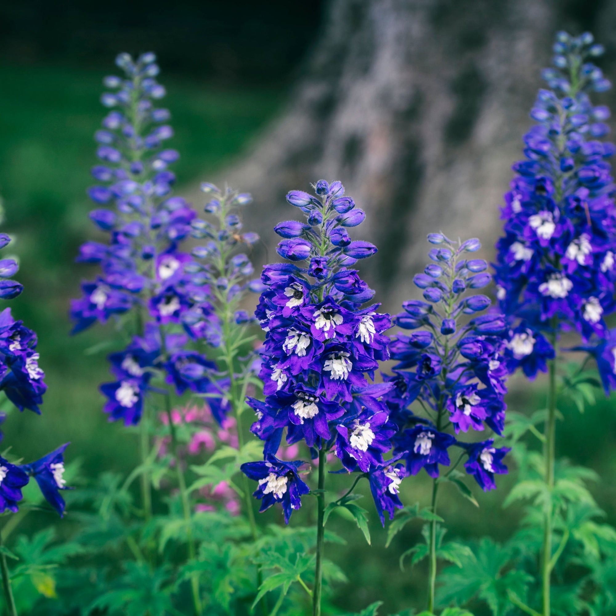 Delphinium elatum Guardian Blue 3L