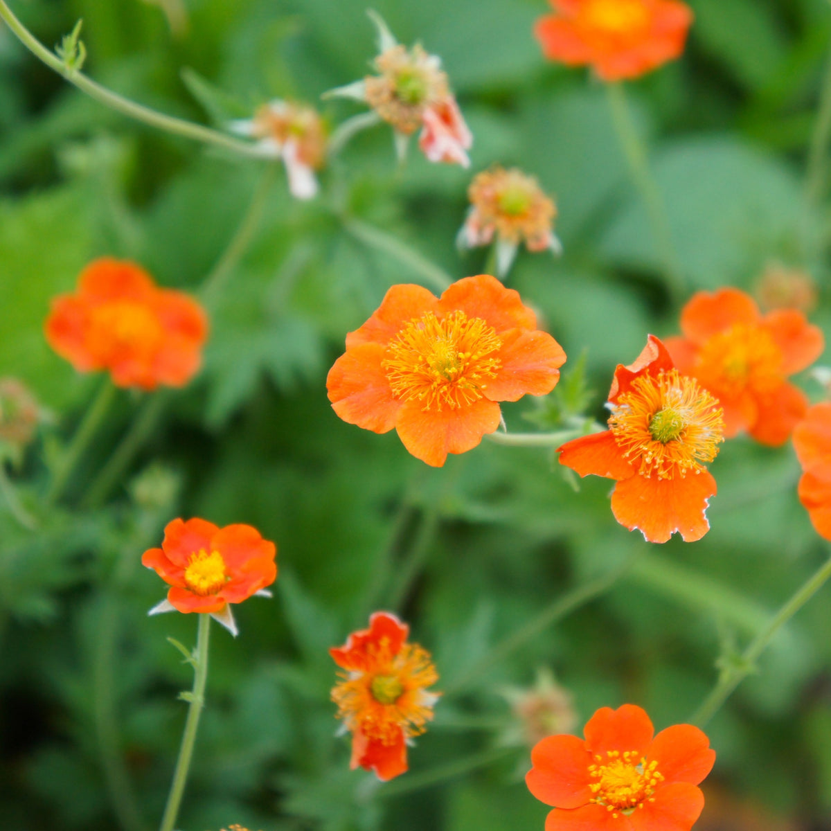 The Geum Borisii 9cm features vibrant orange-red flowers with yellow centers amid lush green leaves. This striking perennial adds a burst of color to any garden, with several blossoms in focus and others softly blurred behind.