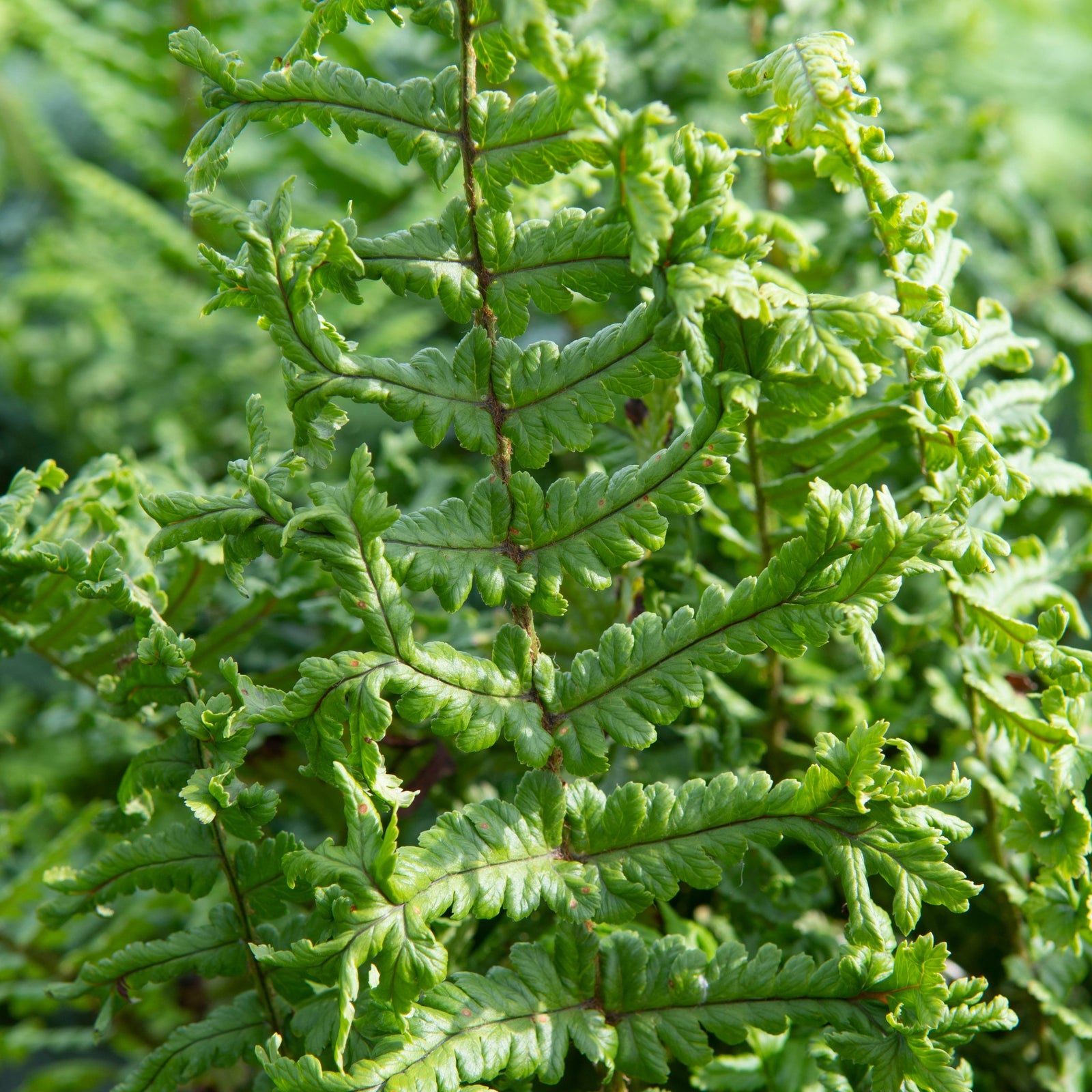 Close-up of Dryopteris ‘The King’ in a 9cm pot, showing its hardy, curled, textured leaves and strong central stem—ideal for shady woodland gardens and lush foliage displays.