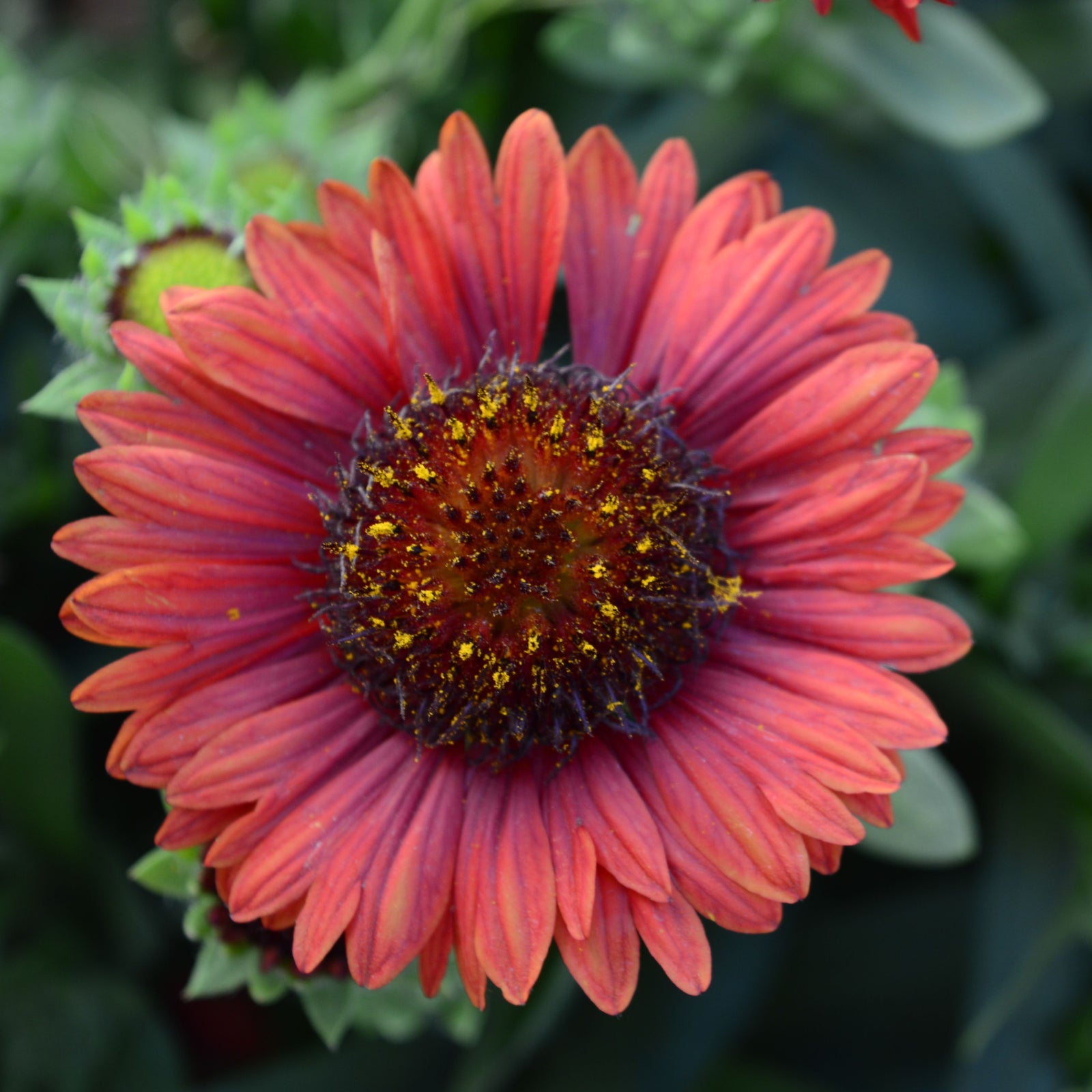 A close-up of Gaillardia 'Mesa Red' in a 9cm pot—a drought-tolerant perennial with vibrant red and orange petals, a dark central disk, and lush green foliage in the background.