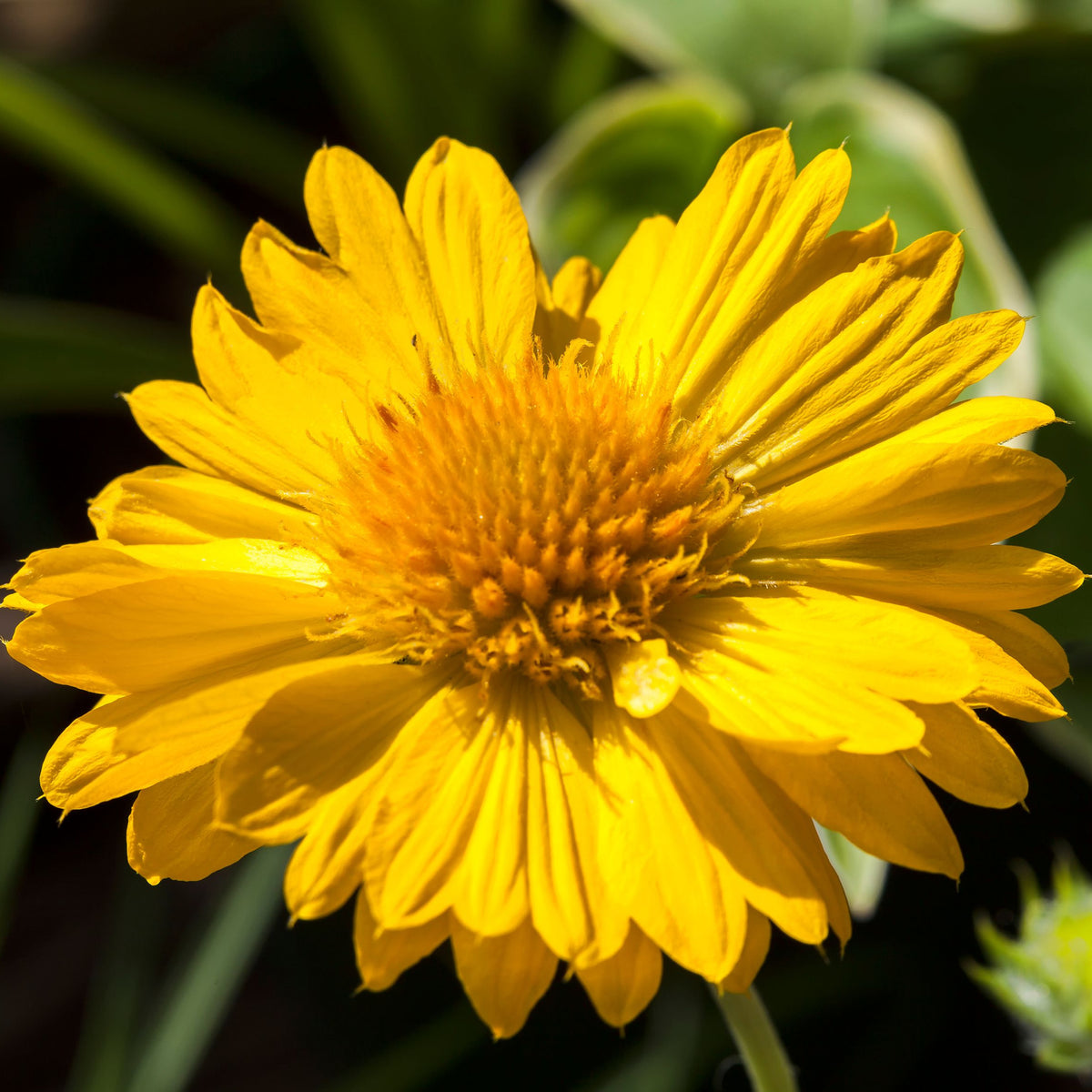 Close-up of Gaillardia &#39;Mesa Yellow&#39; 9cm/2L, a drought-tolerant perennial featuring daisy-like yellow petals and a textured orange-yellow center—an excellent pollinator-friendly choice for gardens.