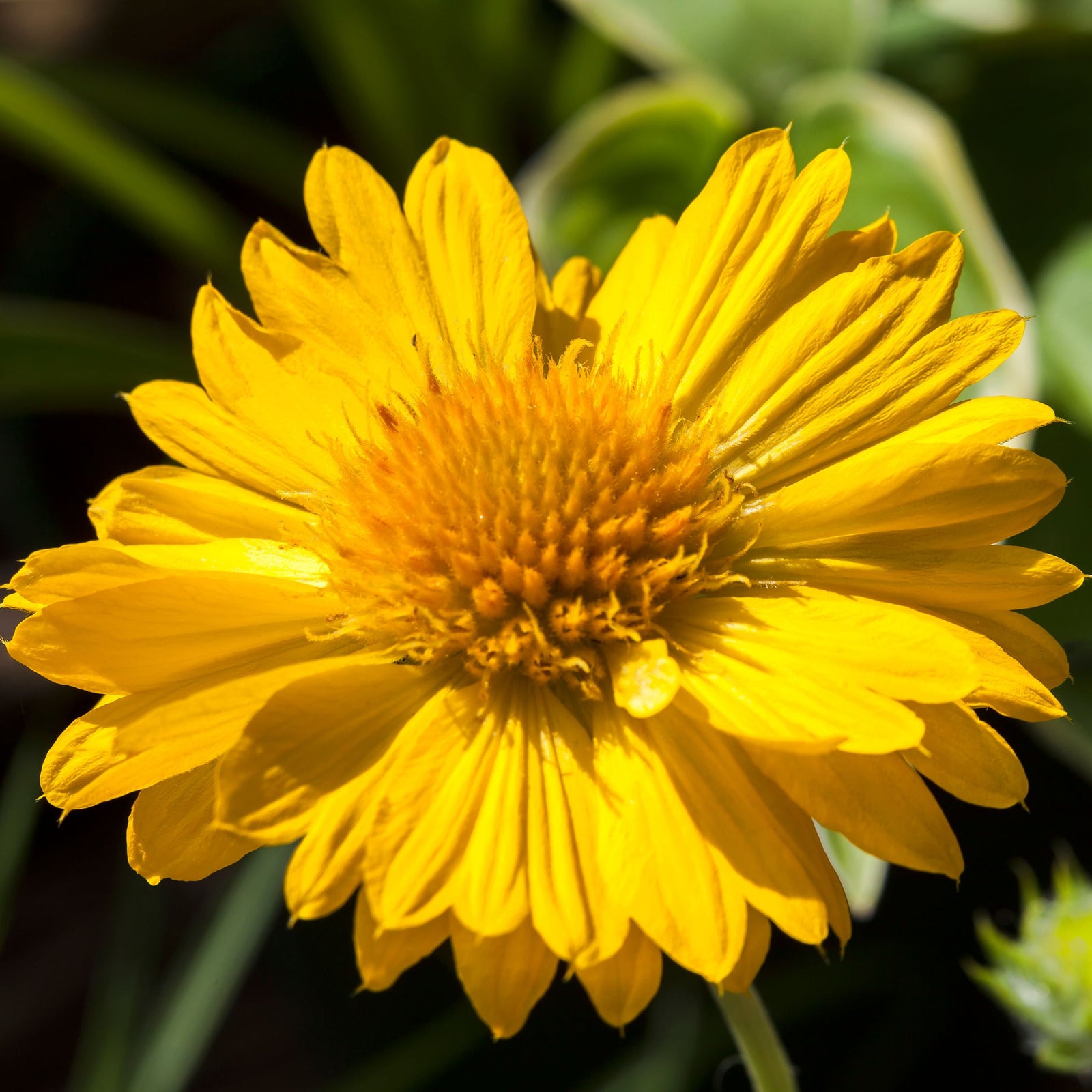 Close-up of Gaillardia 'Mesa Yellow' 9cm / 2L, featuring bright yellow flowers with rounded petals and textured centers, set against a blurred backdrop of green foliage and other drought-tolerant blooms.