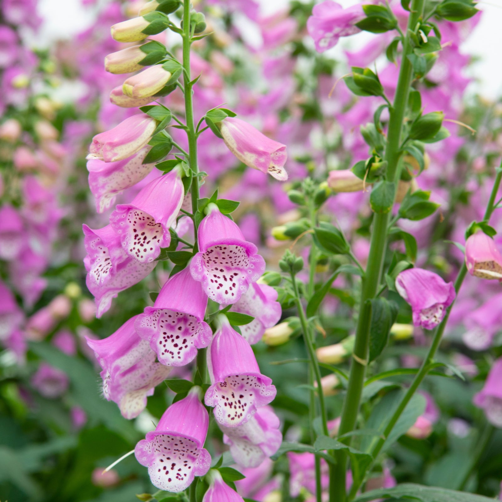 Tall stems of Digitalis mertonensis 'Summer King' 9cm display vibrant pink, bell-shaped flowers with speckled white throats, set among lush green leaves—an ideal classic perennial for cottage gardens.