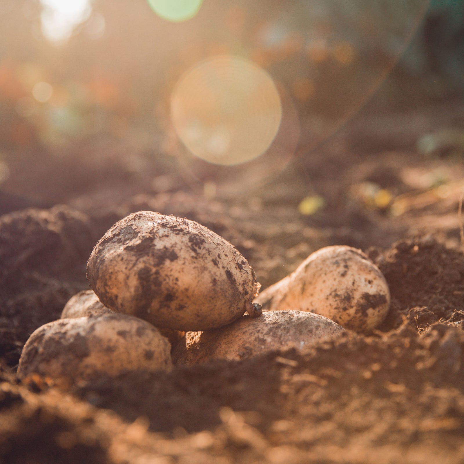 A close-up of freshly dug Foremost Seed Potatoes 2KG, still covered in soil and resting on sunlit ground, with a softly blurred background and gentle lens flare.