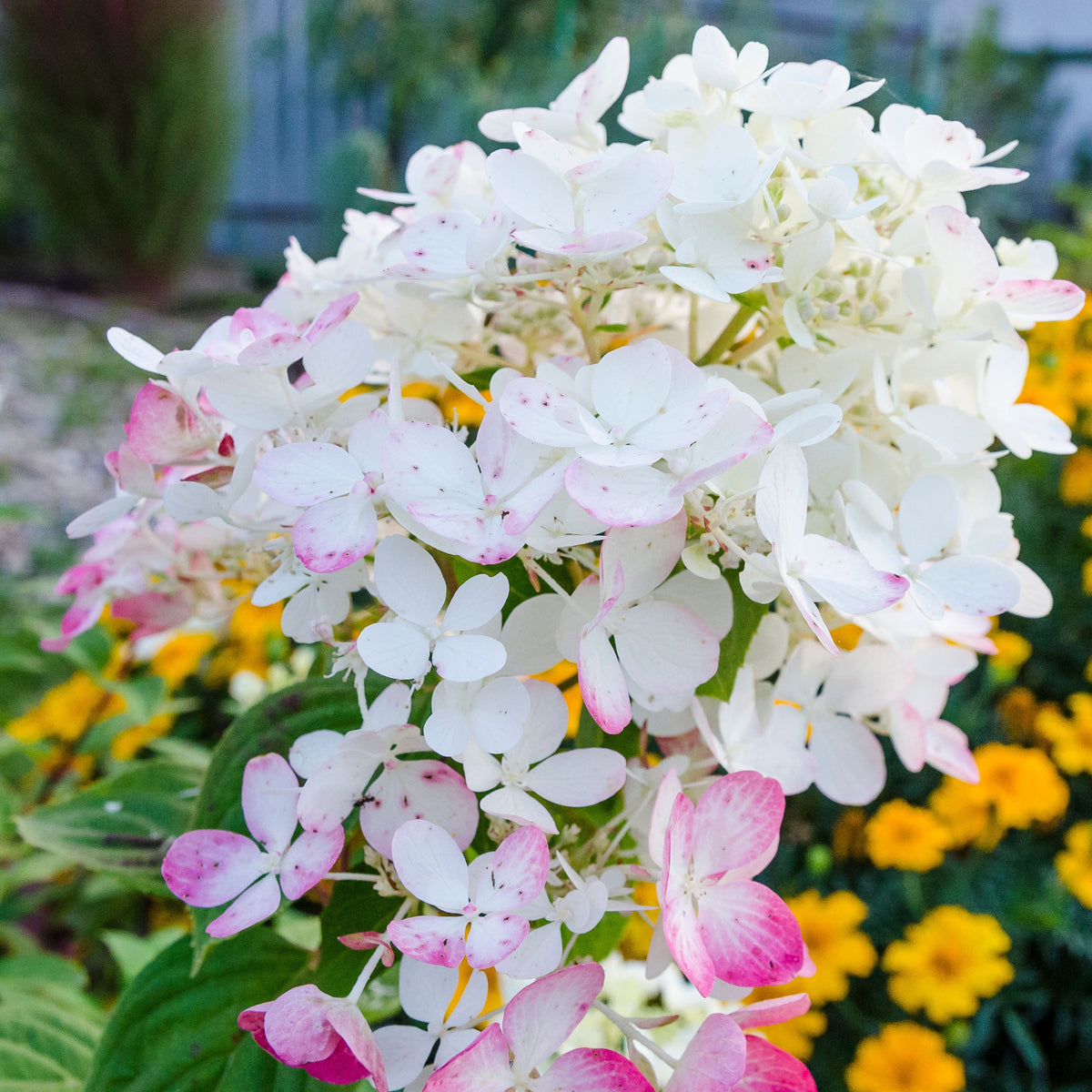 A close-up of Hydrangea paniculata &#39;Wim&#39;s Red&#39; in 2L, 3L, or 10L pots, featuring white and light pink blooms with red stems, set in front of yellow flowers and green foliage in the blurred background.