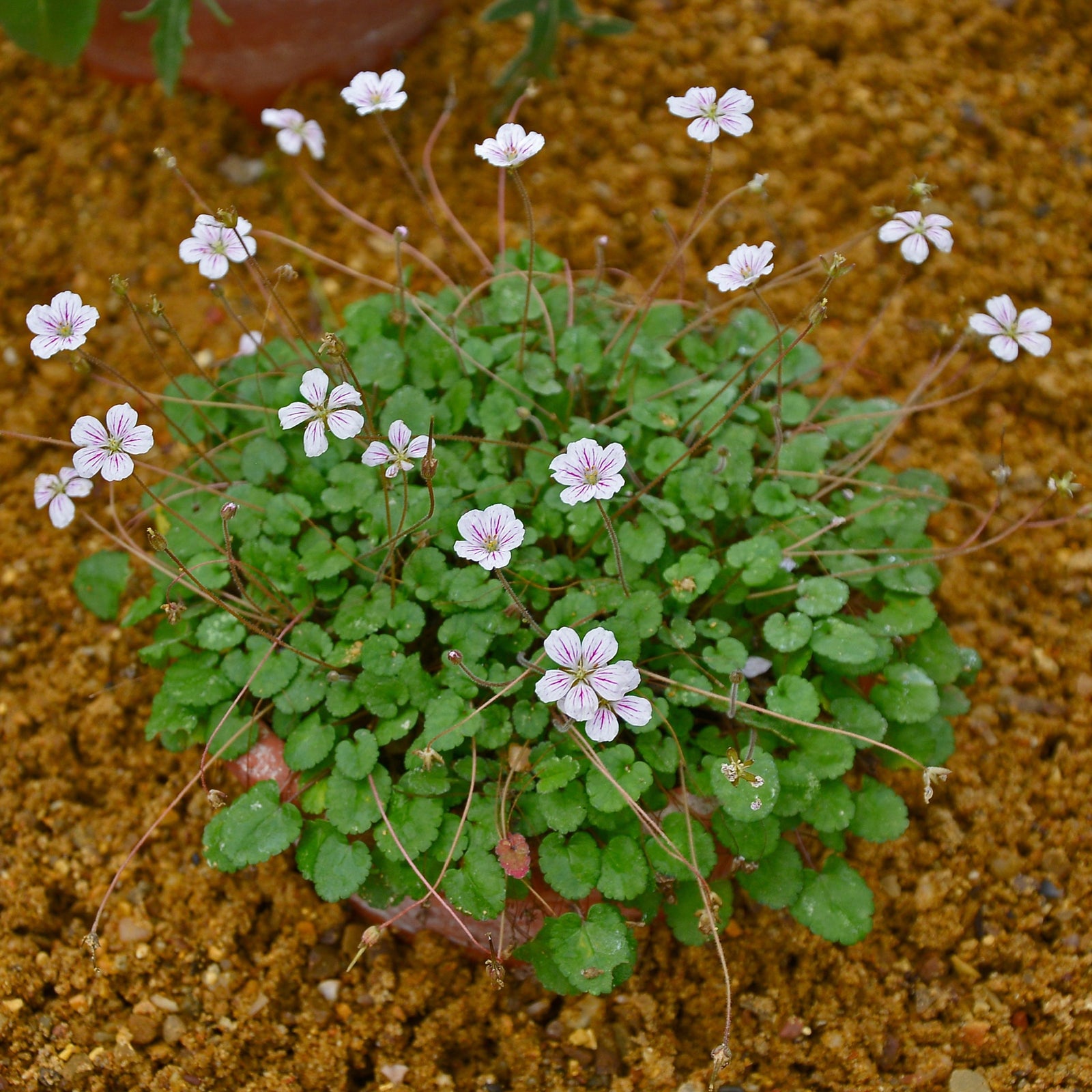 Erodium reichardii Album 9cm