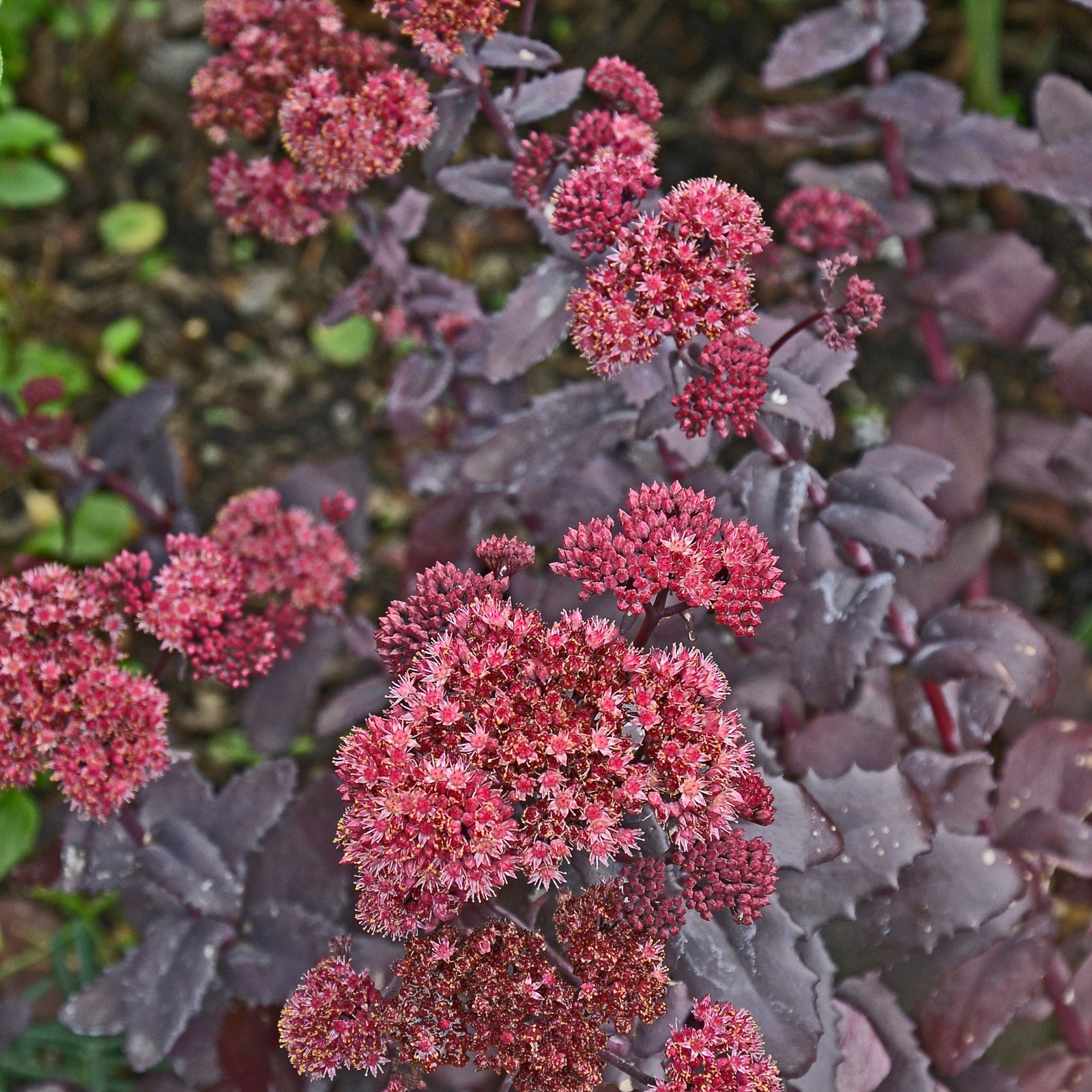 Sedum seduction Hot Rose Dark Stems 2L