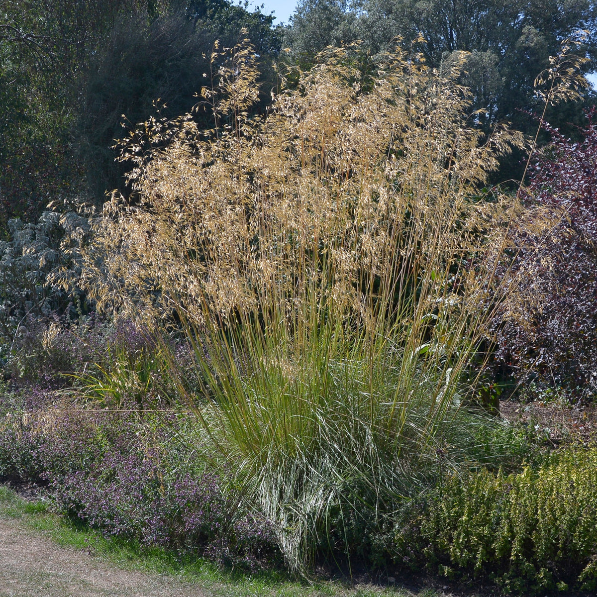 A large clump of Stipa gigantea (Golden Oats) 9cm / 3L, featuring slender green stems and golden seed heads, stands tall in an evergreen garden bordered by assorted plants and shrubs.