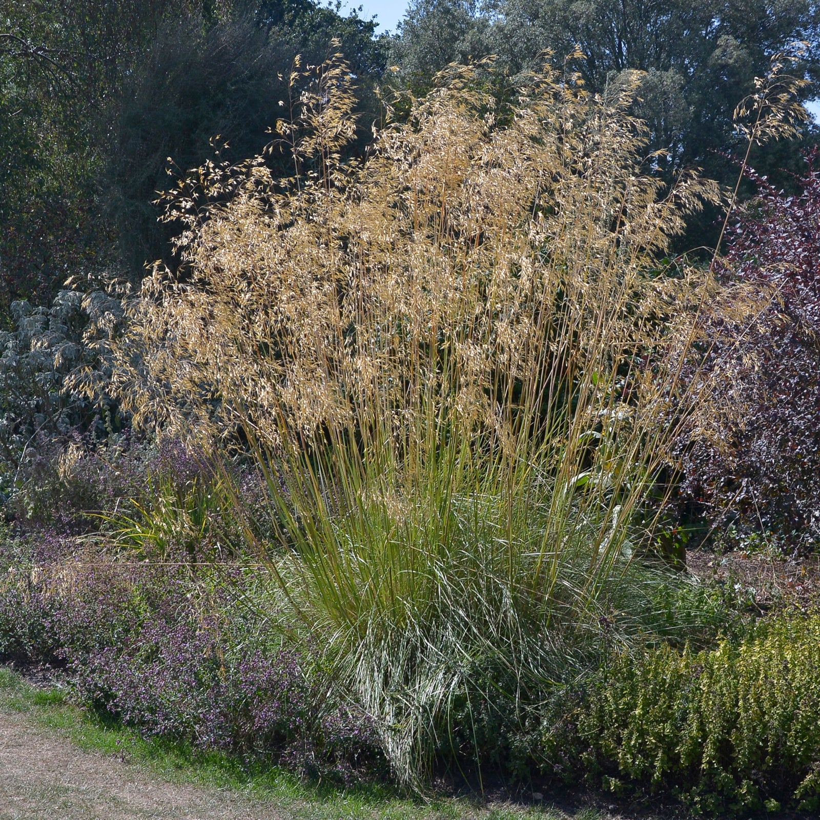 A large clump of Stipa gigantea (Golden Oats) 9cm / 3L, featuring slender green stems and golden seed heads, stands tall in an evergreen garden bordered by assorted plants and shrubs.