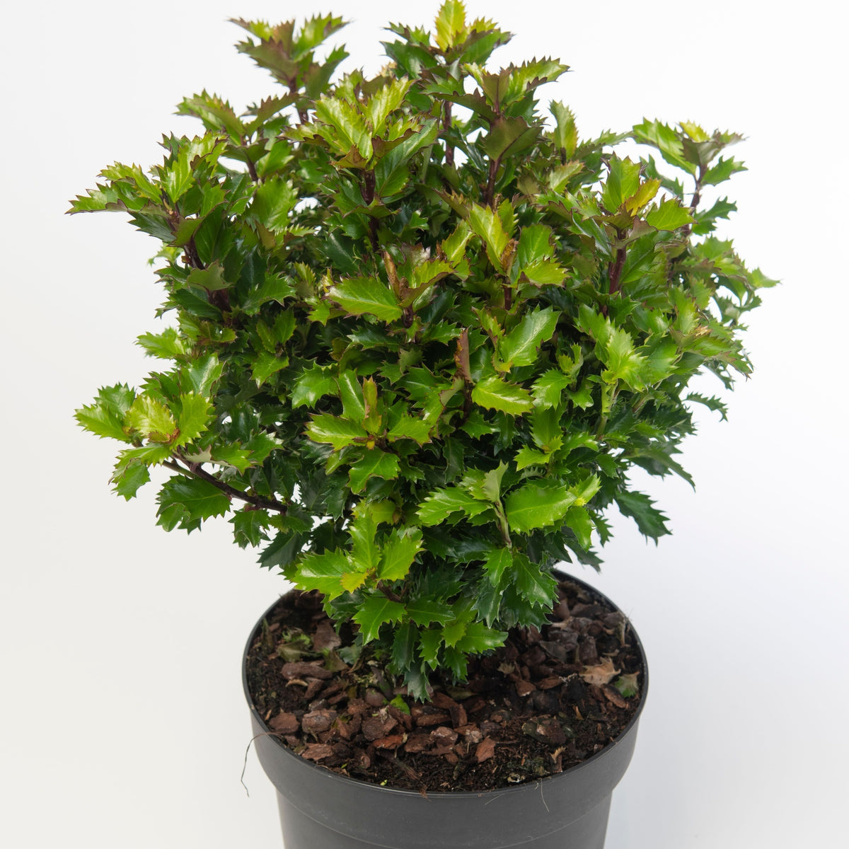 Ilex meserveae &#39;Little Rascal&#39; Holly 2L