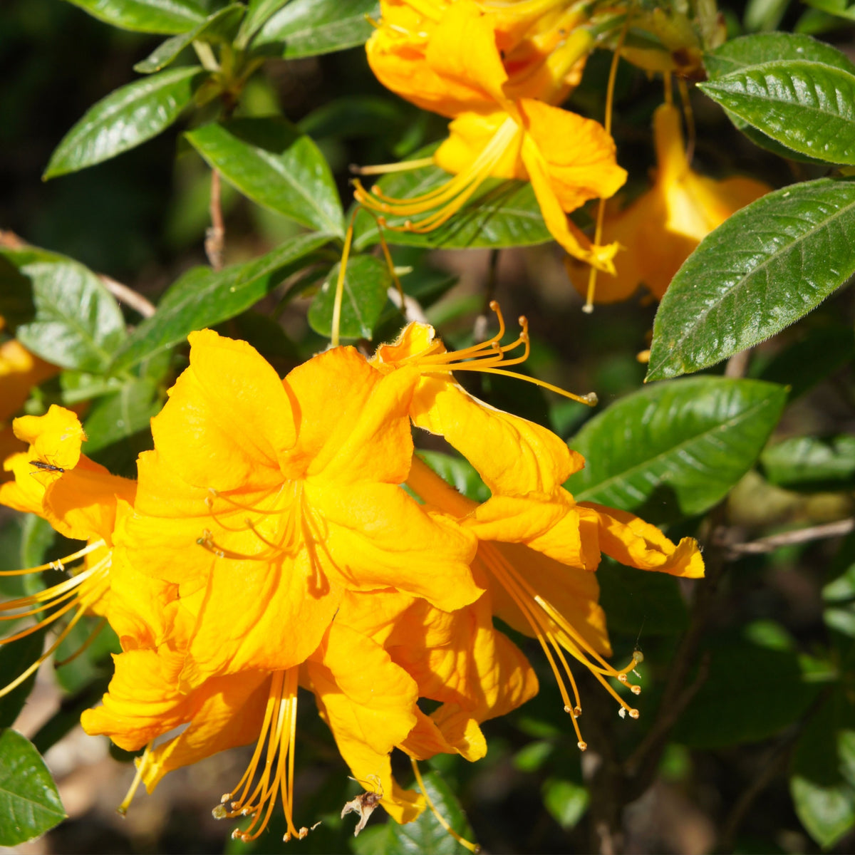 Azalea knaphill &#39;Harvest Moon&#39; 5L (80-90cm inc. pot)