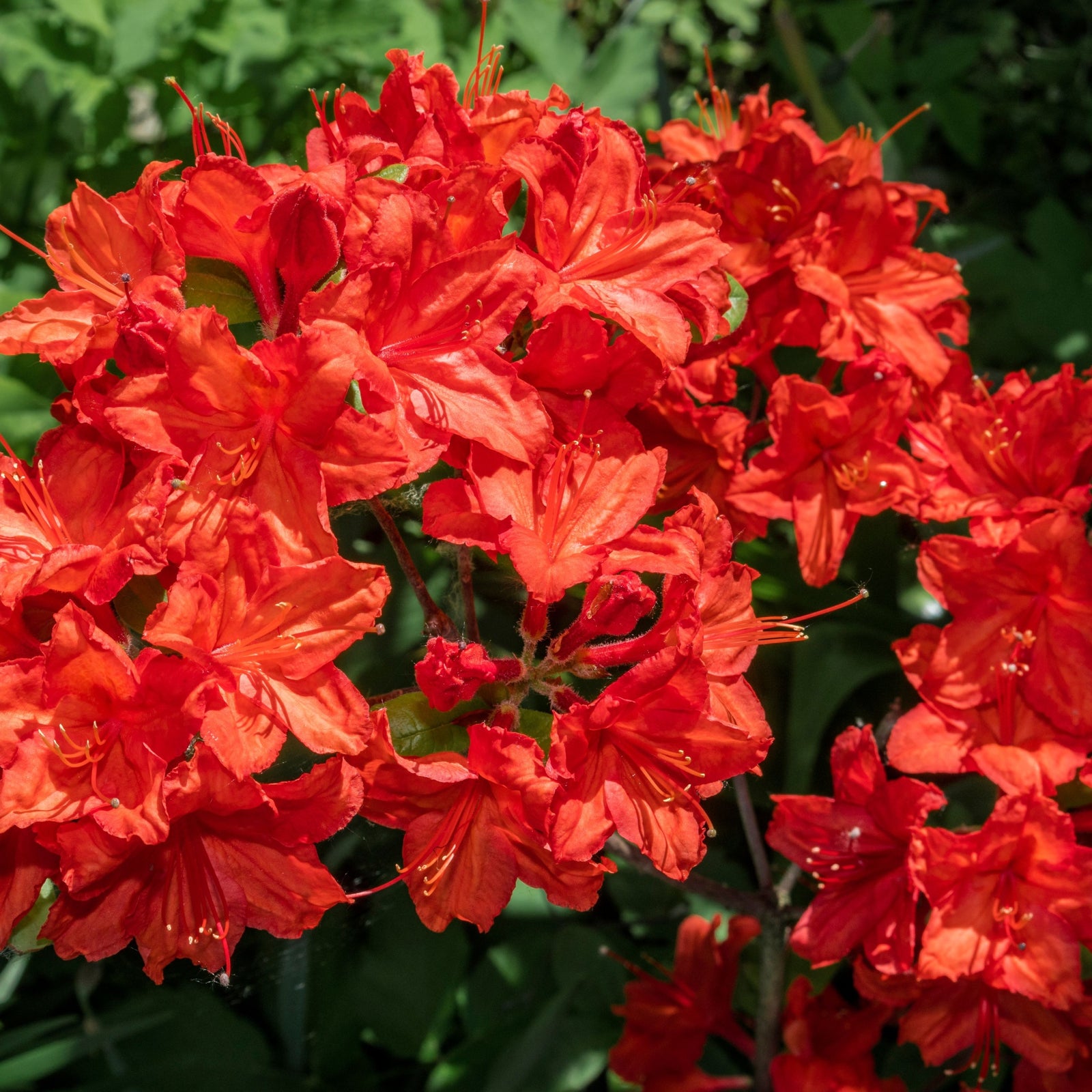 Azalea knaphill 'Satan' 5L (80-90cm inc. pot)