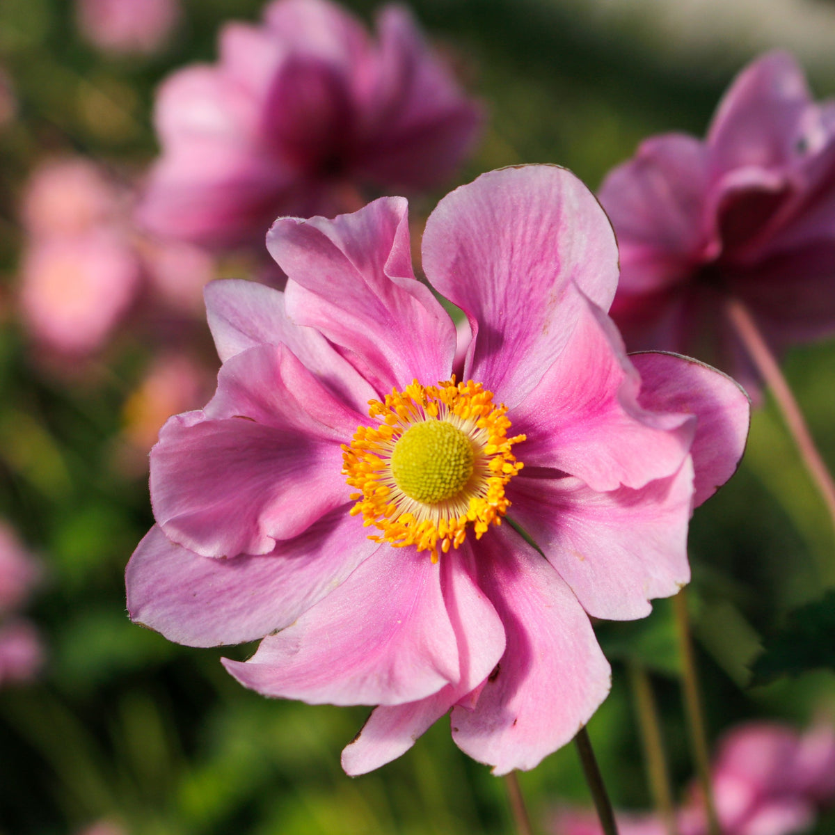 Close-up of Anemone hupehensis &#39;Serenade&#39; 2L, a perennial with delicate, slightly ruffled pink petals and a yellow center, set against blurred green foliage and other pink blooms in the background.