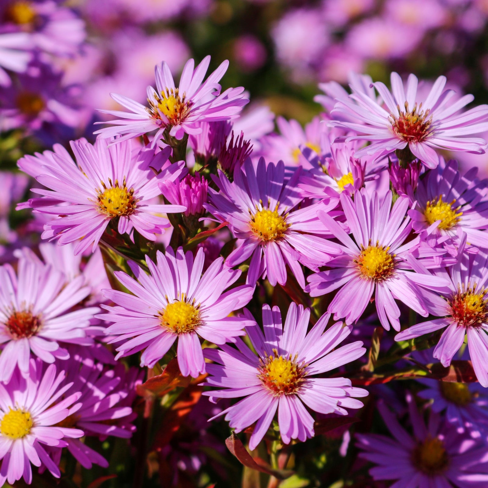 A cluster of delicate light pink Aster dumosus Light Pink flowers bloom beautifully, with more hardy perennial asters in the background, creating a lively and colorful garden display.