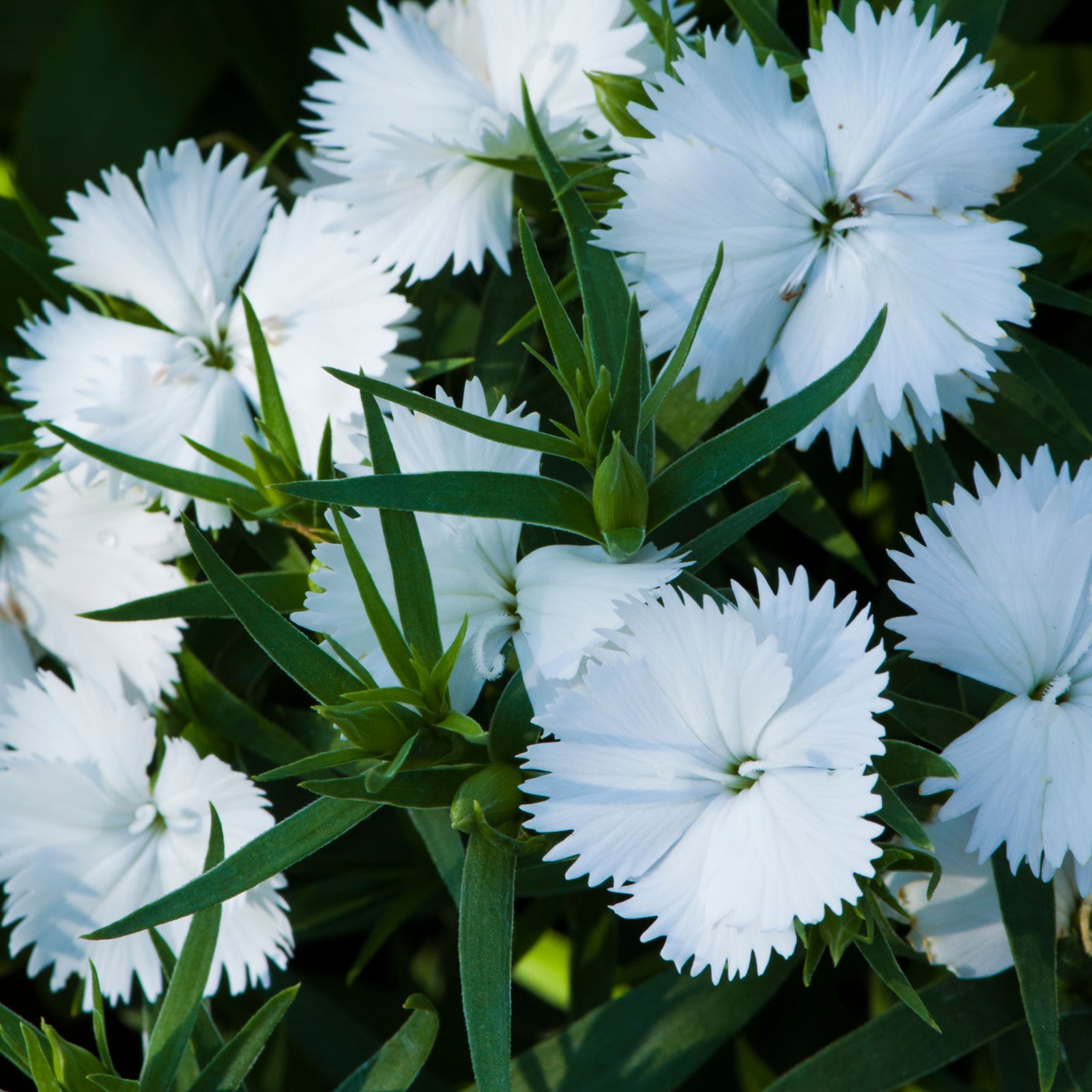 A cluster of white Dianthus x allwoodii 'Mojito' 9cm flowers with fringed petals and slender green leaves blooms densely, providing perennial beauty and drought tolerance in the garden.