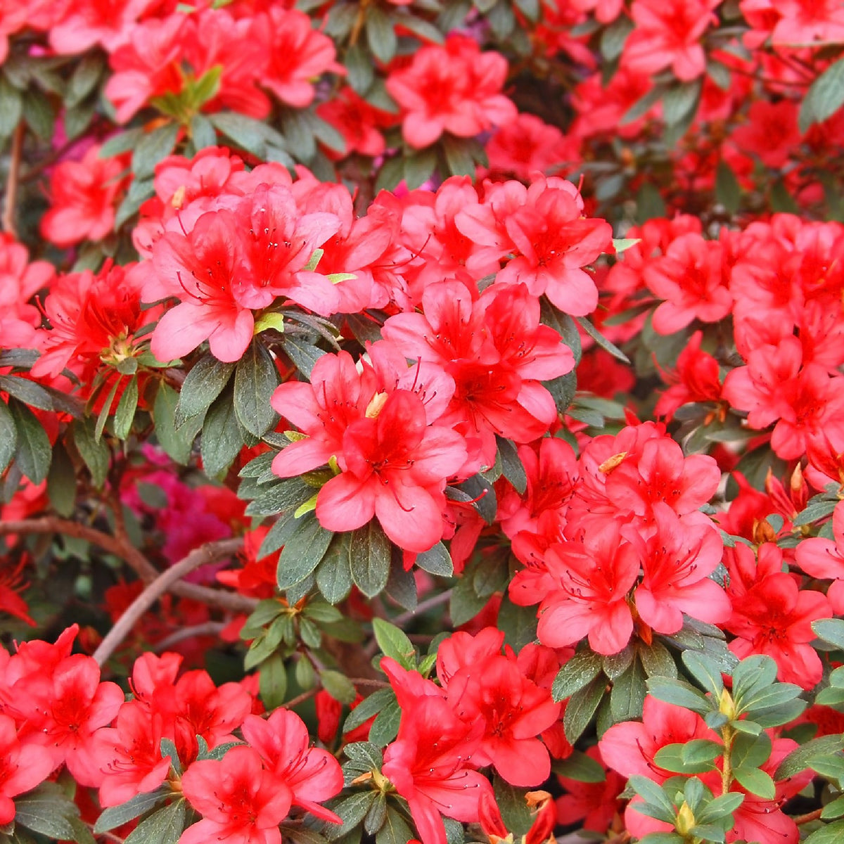 Azalea &#39;Gorbella Rood&#39; 2L