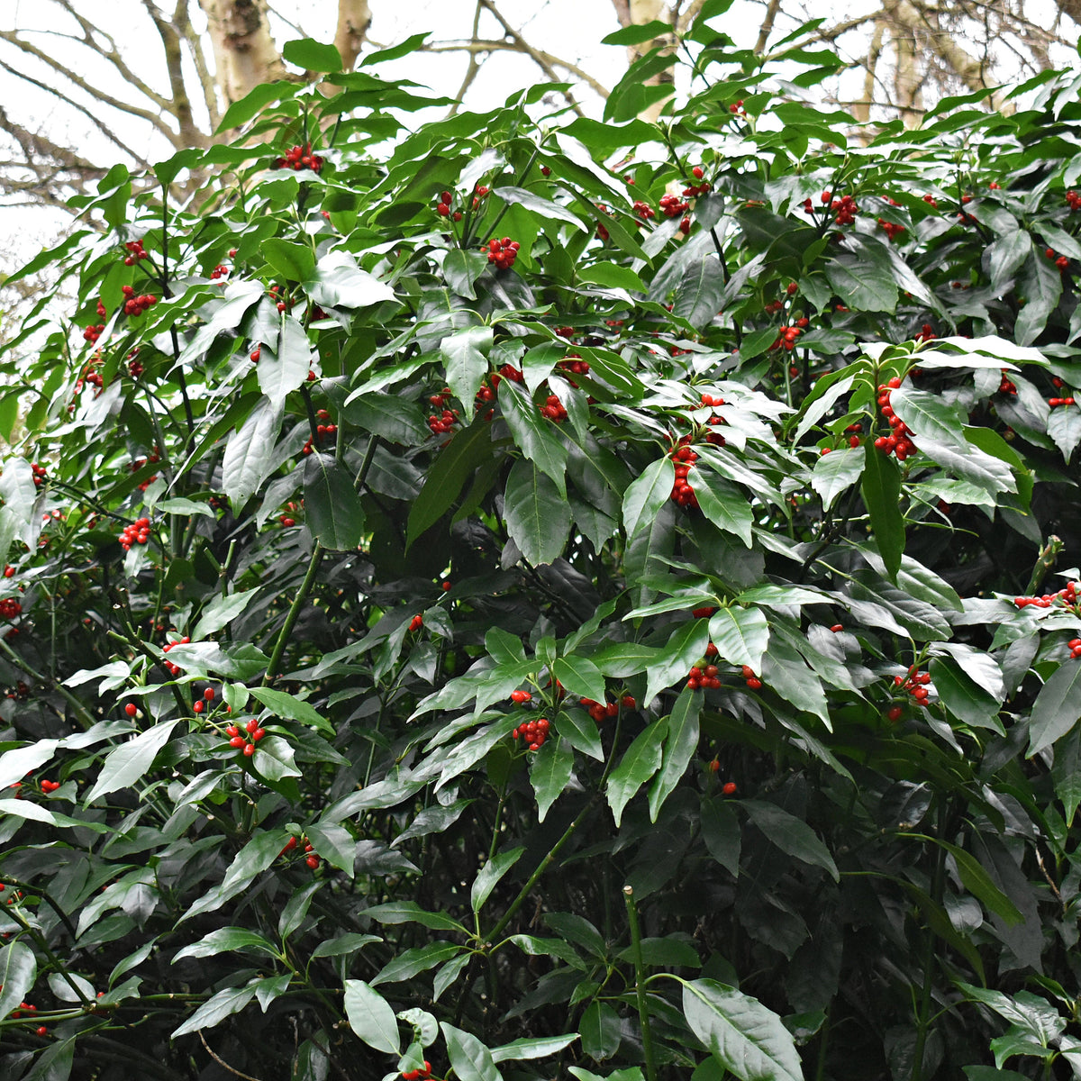 Aucuba japonica &#39;Rozannie&#39; 9cm / 2L