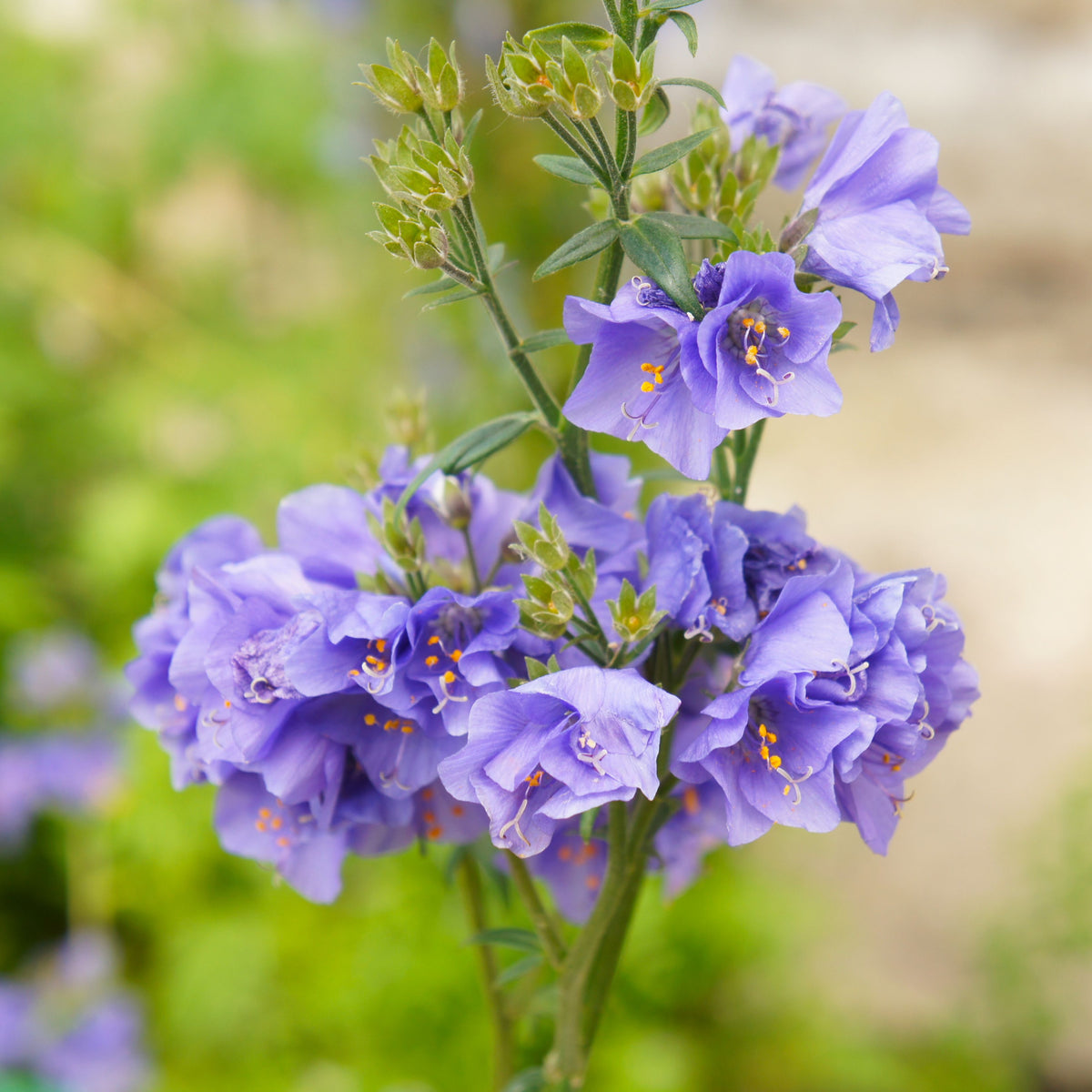 Polemonium caeruleum (Jacob&#39;s Ladder) Blue 9cm features delicate, light purple blooms with yellow stamens on green stems—the perfect perennial to attract butterflies and bees, now available as a special offer.