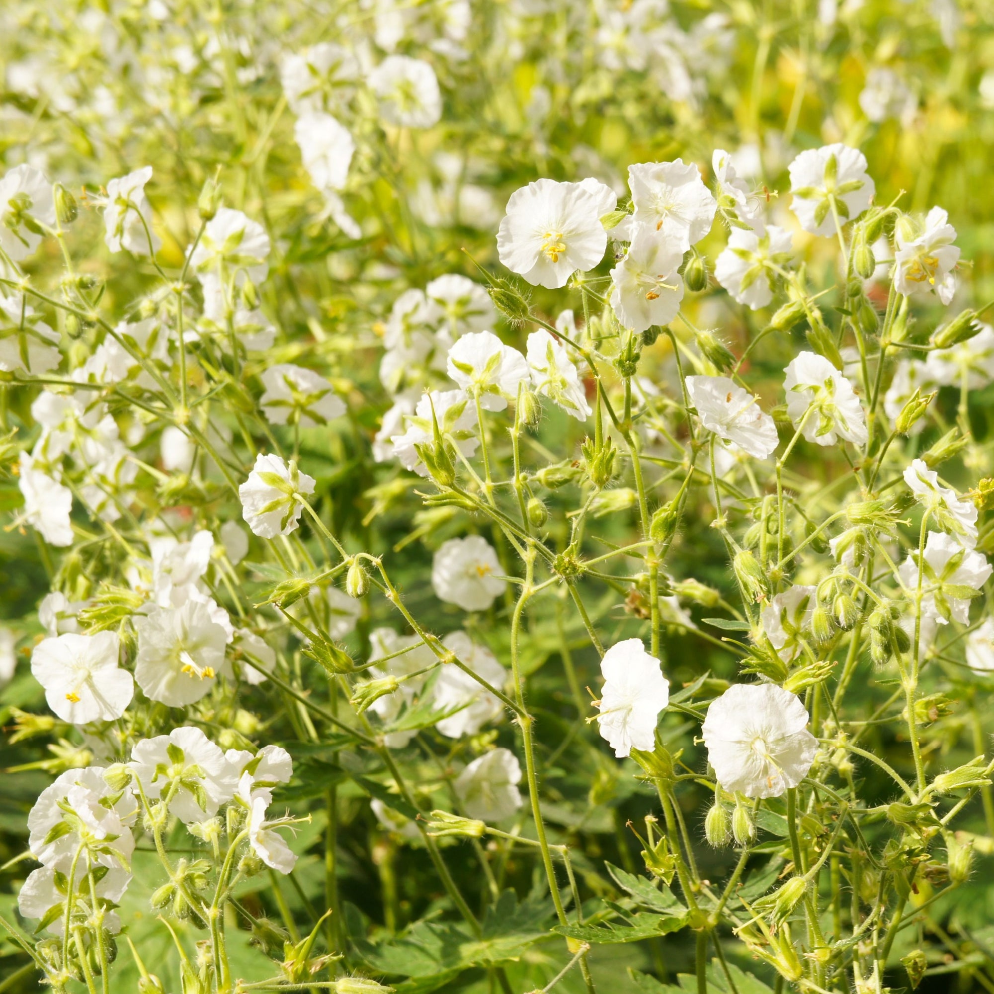 Geranium phaeum 'Album' 9cm