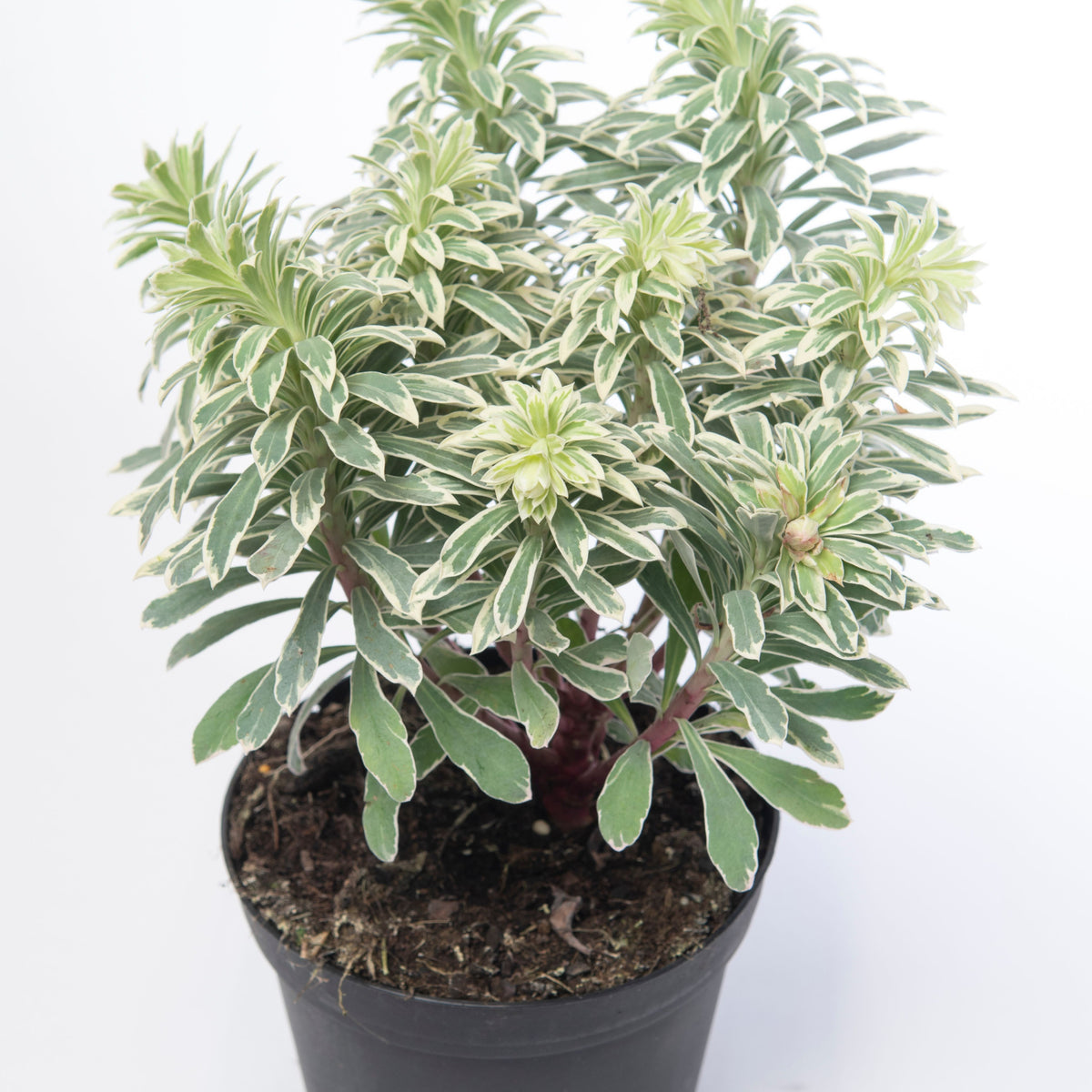 Euphorbia characias &#39;Silver Swan&#39; 2L