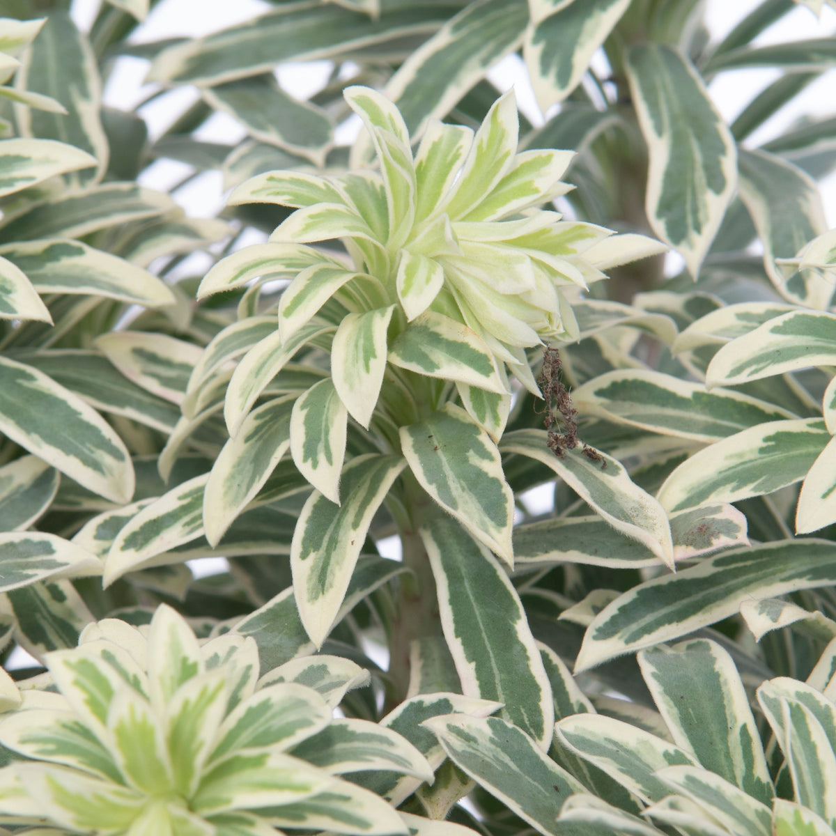 Euphorbia characias &#39;Silver Swan&#39; 2L