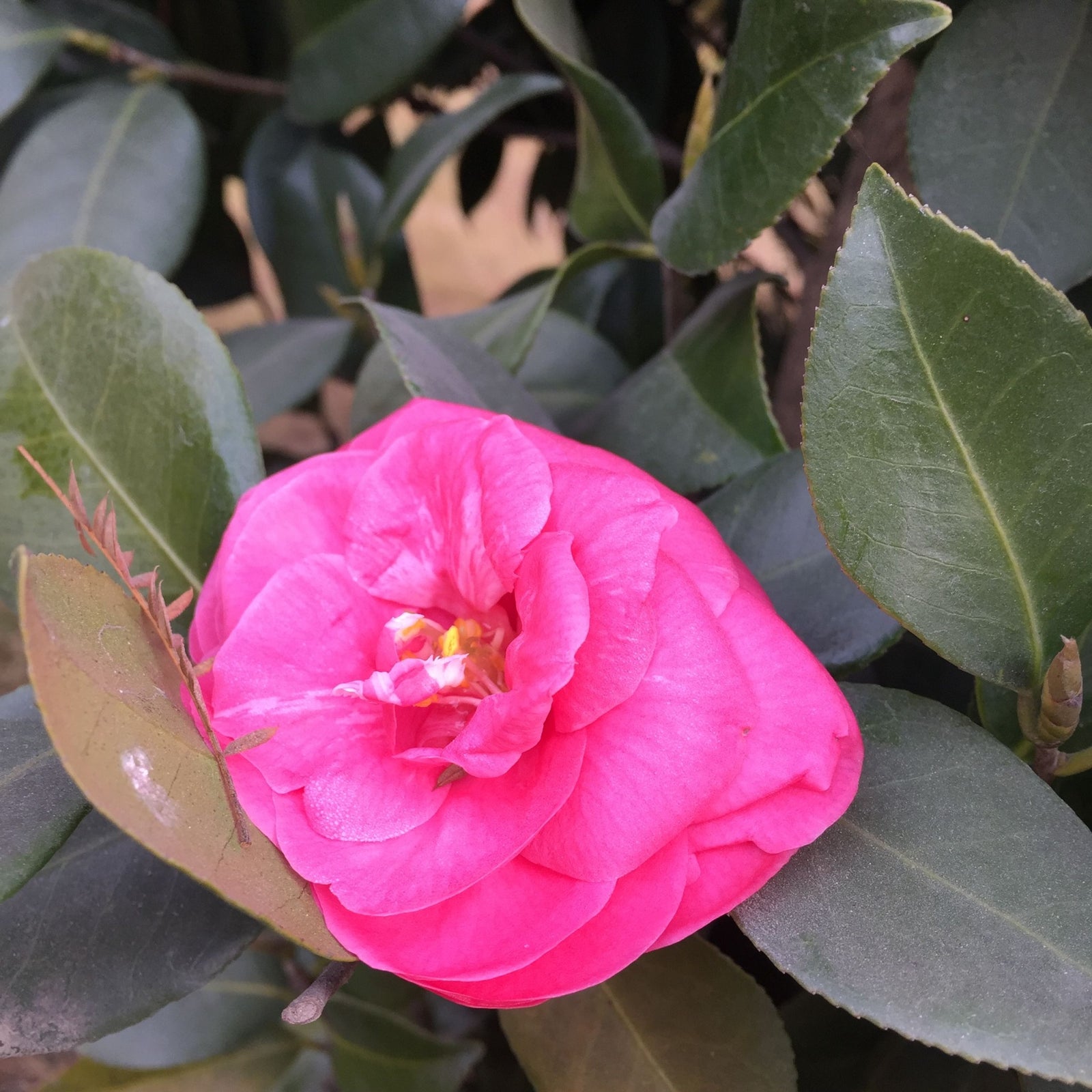 A vibrant pink Camellia x williamsii 'Ruby Wedding' 9cm flower in full bloom graces this evergreen shrub, highlighted by glossy green foliage.