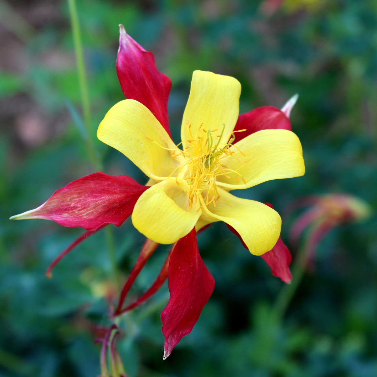 A close-up of Aquilegia caerulea &#39;Tequila Sunshine&#39; 9cm highlights its bright yellow petals and deep red sepals—an ideal, long-flowering perennial to bring vibrant color to cottage gardens, set against a blurred green background.