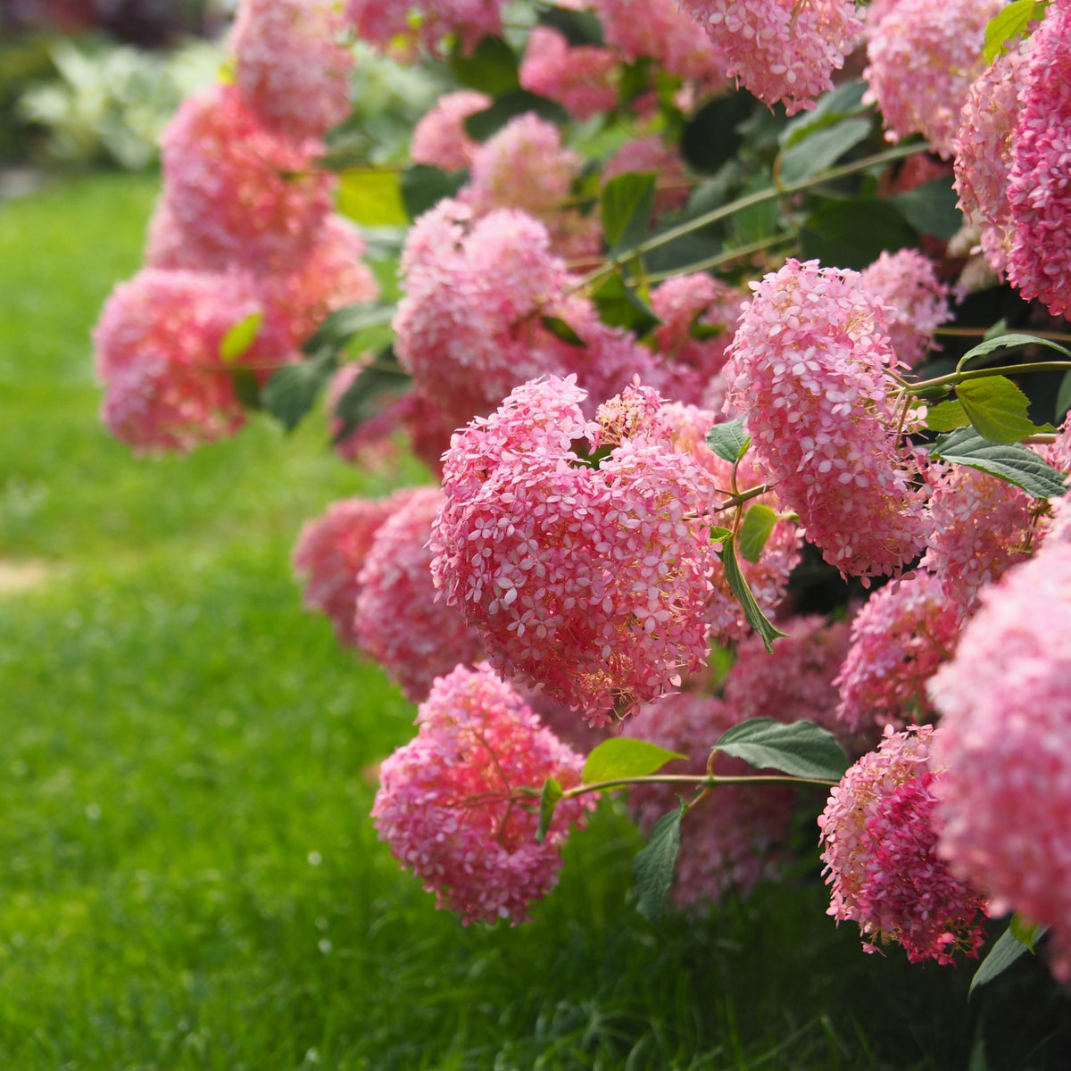 Hydrangea arborescens &#39;Strong Annabelle Pink&#39; 3L in full bloom shows vibrant pink flowers on lush green stems, set against bright green grass under the sun.