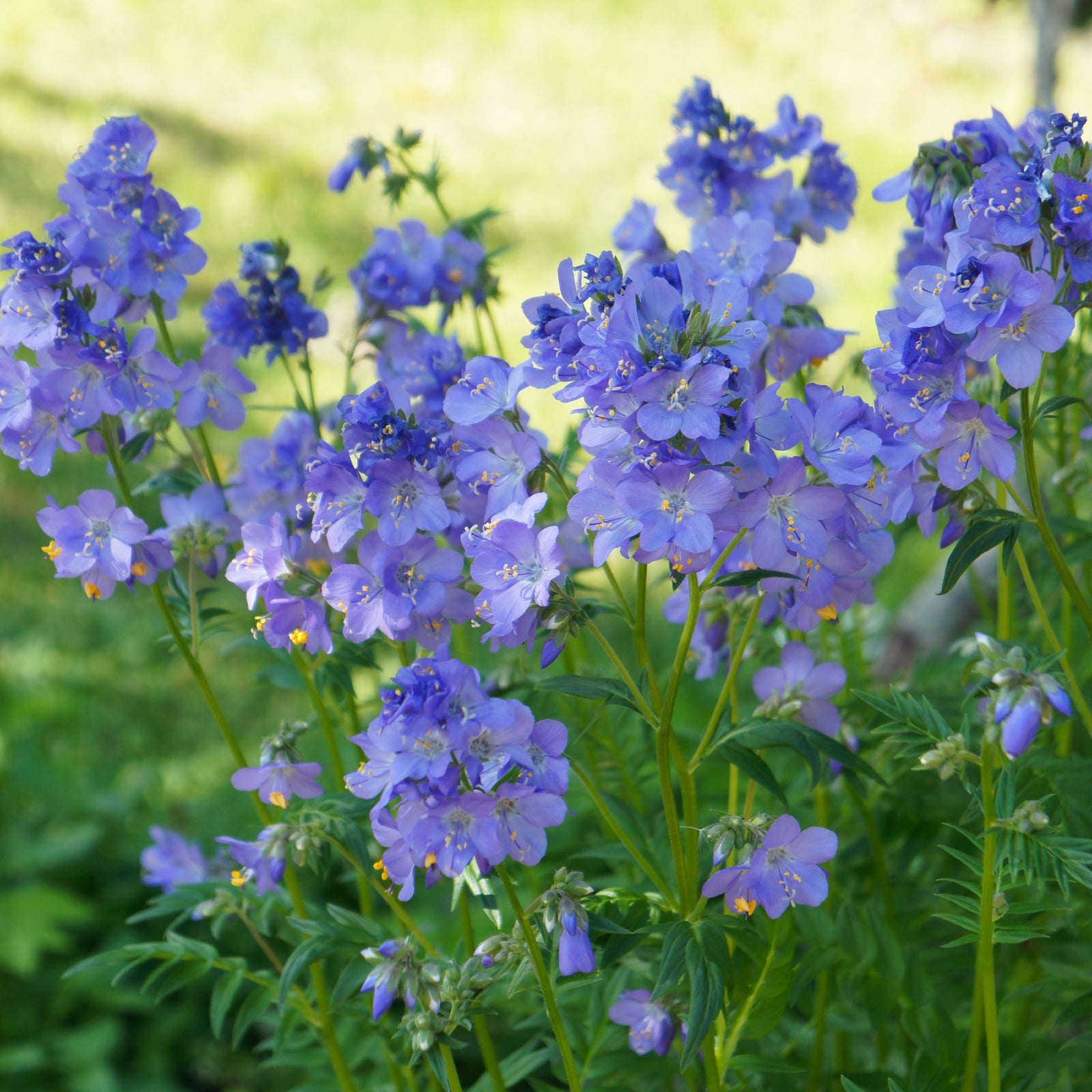 Clusters of vibrant blue and purple flowers with yellow centers bloom on green stems—Polemonium 'Hurricane Ridge' 2L—creating a striking display against a sunlit, green backdrop.