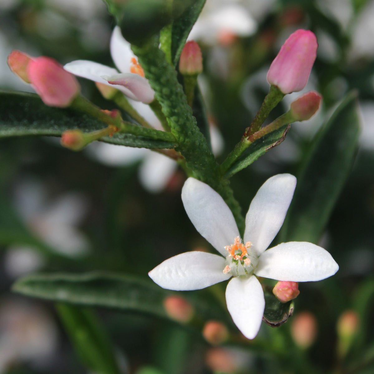 Eriostemon &#39;Flower Girl White&#39; 2L