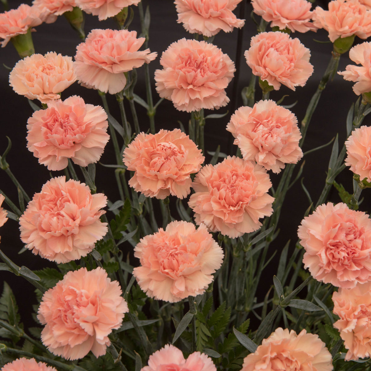 Dianthus &#39;Luigi&#39; 3L