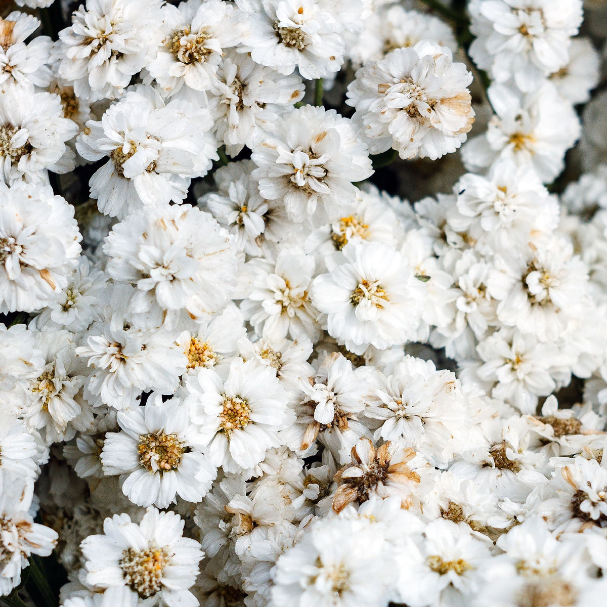 A close-up of numerous small white flowers with yellow centers, densely clustered in a bright pattern. Some petals show browning or wilting—classic traits of drought-tolerant Achillea ptarmica &#39;The Pearl&#39; 9cm Pot perennials.