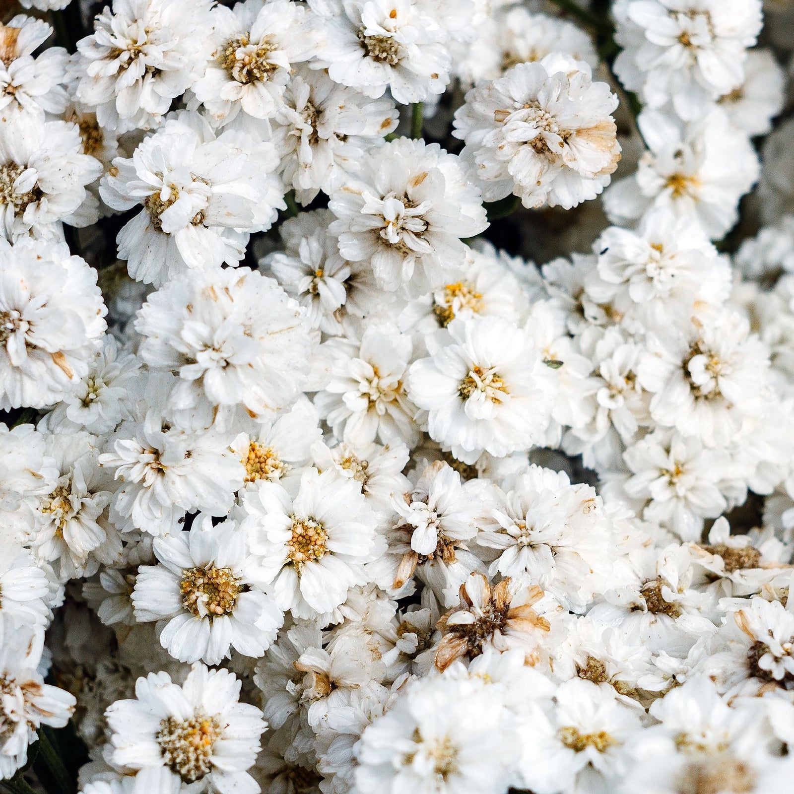 A close-up of numerous small white flowers with yellow centers, densely clustered in a bright pattern. Some petals show browning or wilting—classic traits of drought-tolerant Achillea ptarmica 'The Pearl' 9cm Pot perennials.