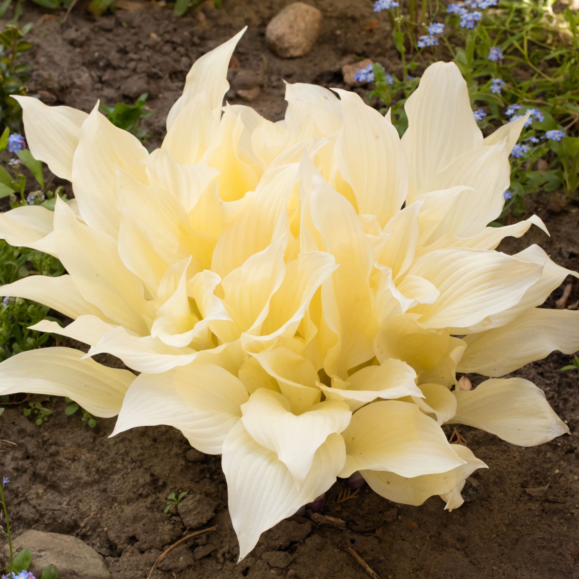 Hosta 'White Feather 2L