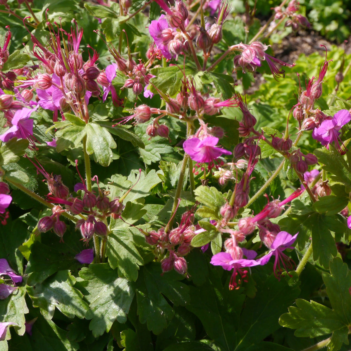 Fall Color Bevans Geranium Geranium Bevan's Variety 2L - One Click Plants