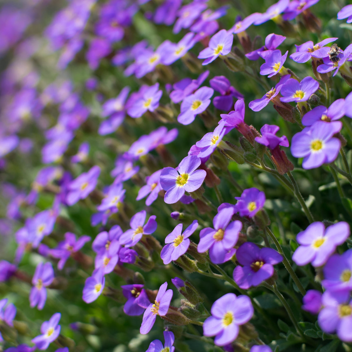 Aubretia hybrida axcent Light Blue 9cm