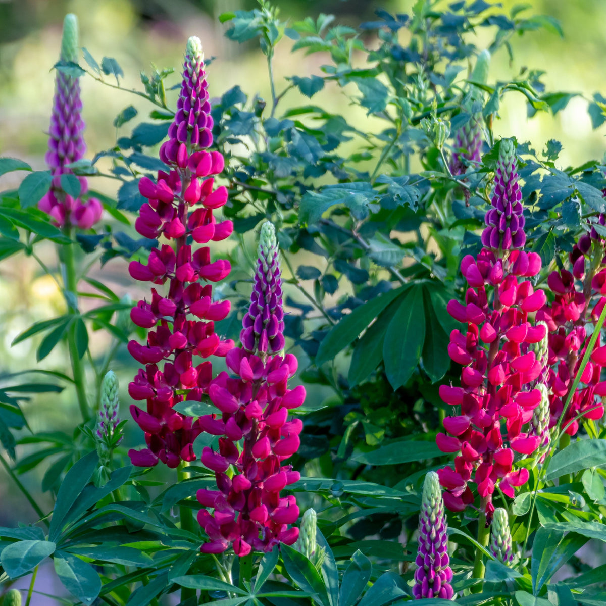 Lupin My Castle 9cm features vivid magenta and pink blooms rising above lush green leaves, adding striking color to a sunlit cottage garden amid soft-focus foliage and other perennials.