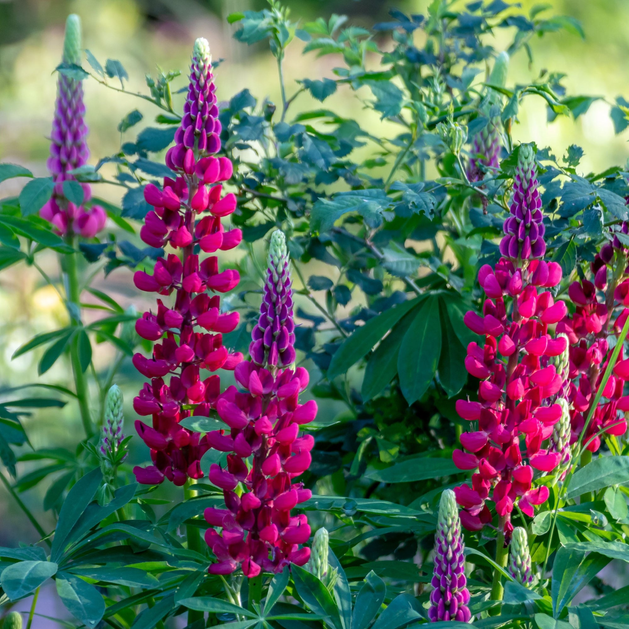 Lupin My Castle 9cm