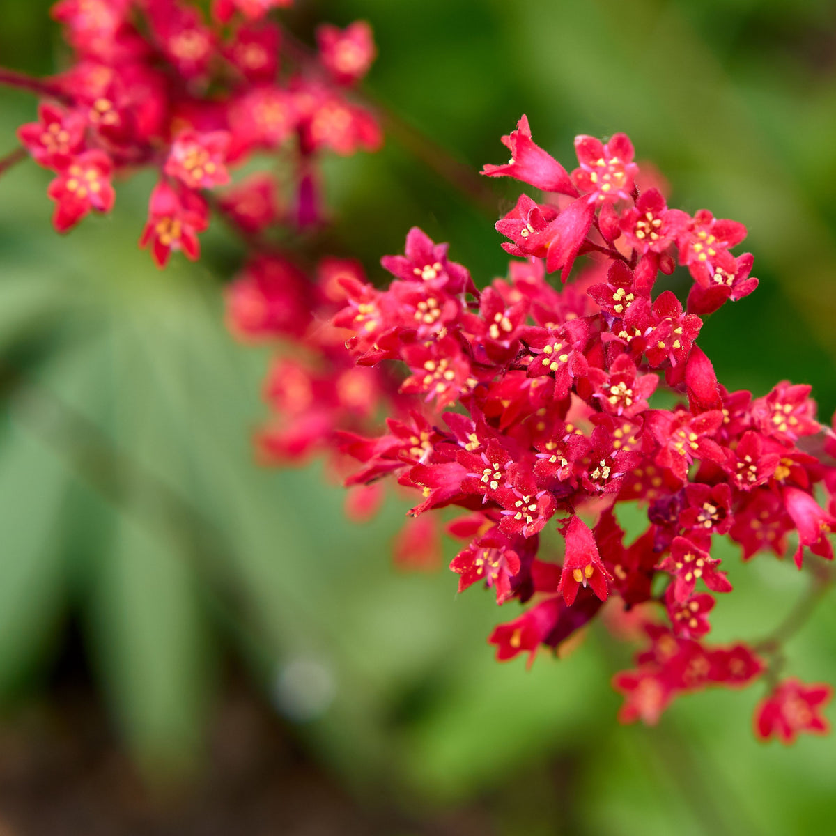Heuchera &#39;Coral Forest&#39; 9cm features clusters of bright red flowers with yellow centers above coral-orange foliage, making it a striking perennial accent for shade gardens.