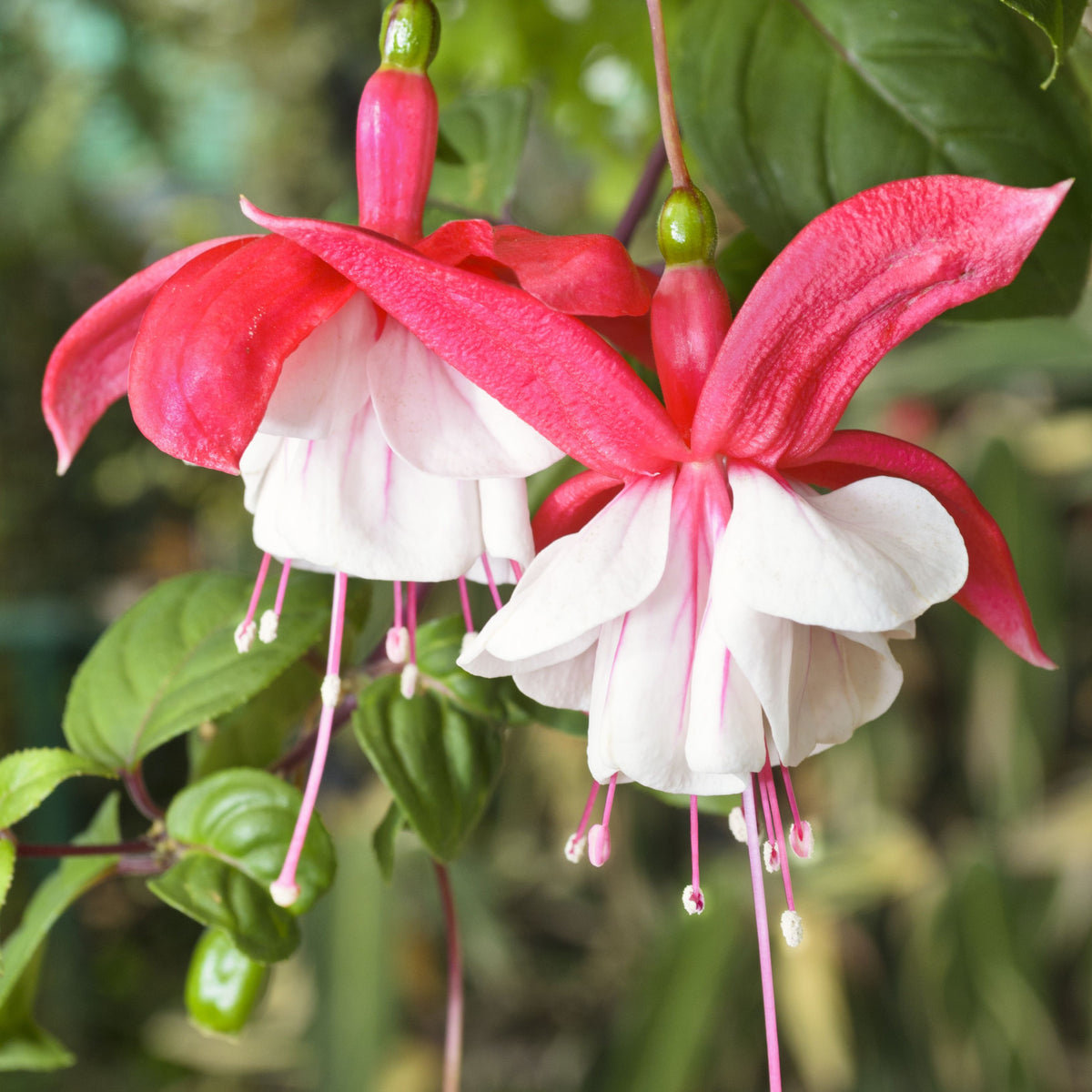 Three mixed hardy fuchsias in 9cm pots display vibrant fuchsia blooms with pink and white petals and long stamens, hanging from green stems amid lush leaves. The colourful flowers bring standout beauty to any garden setting.