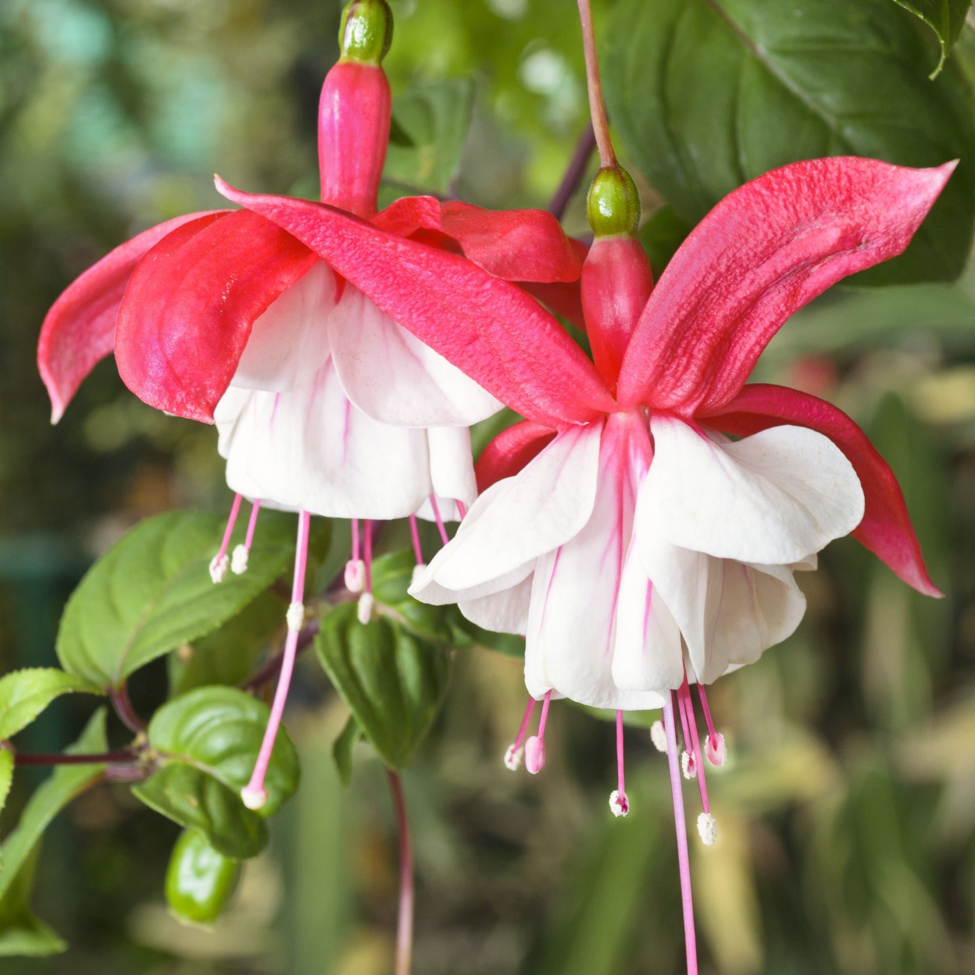 3 x Mixed Hardy Fuchsia 9cm
