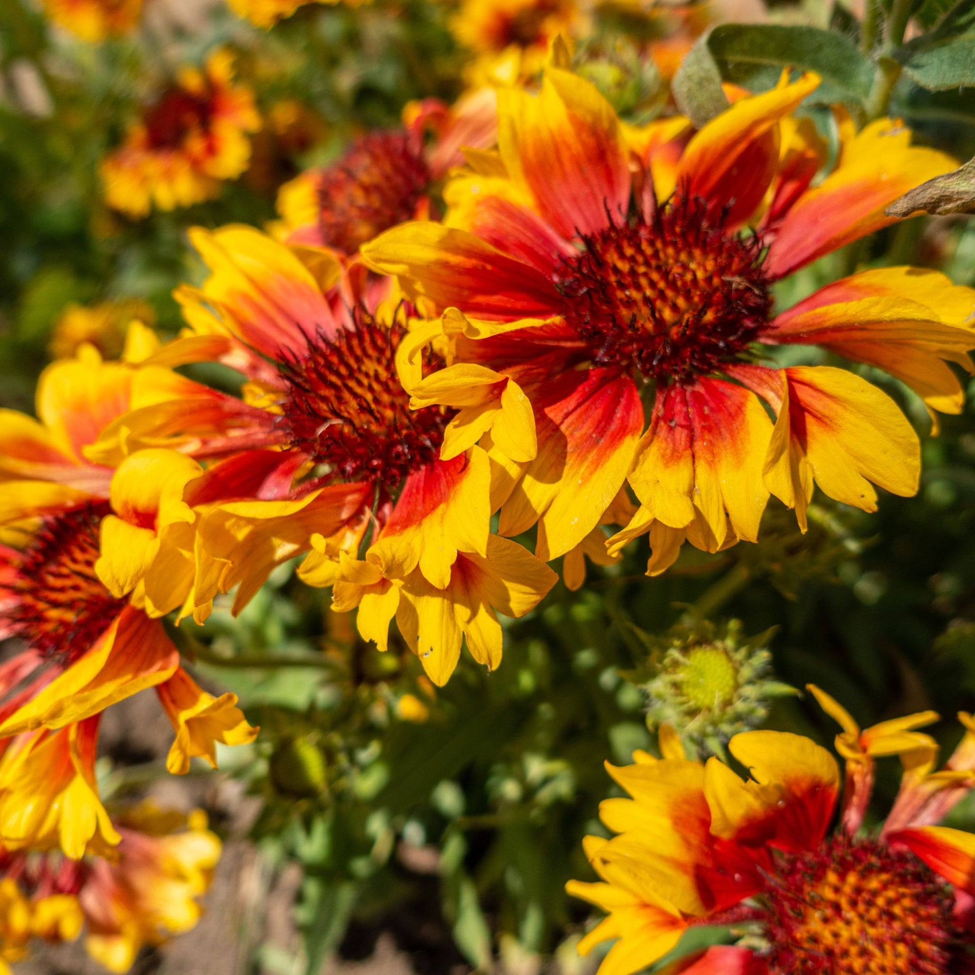 Gaillardia 'Kobold Goblin' 9cm