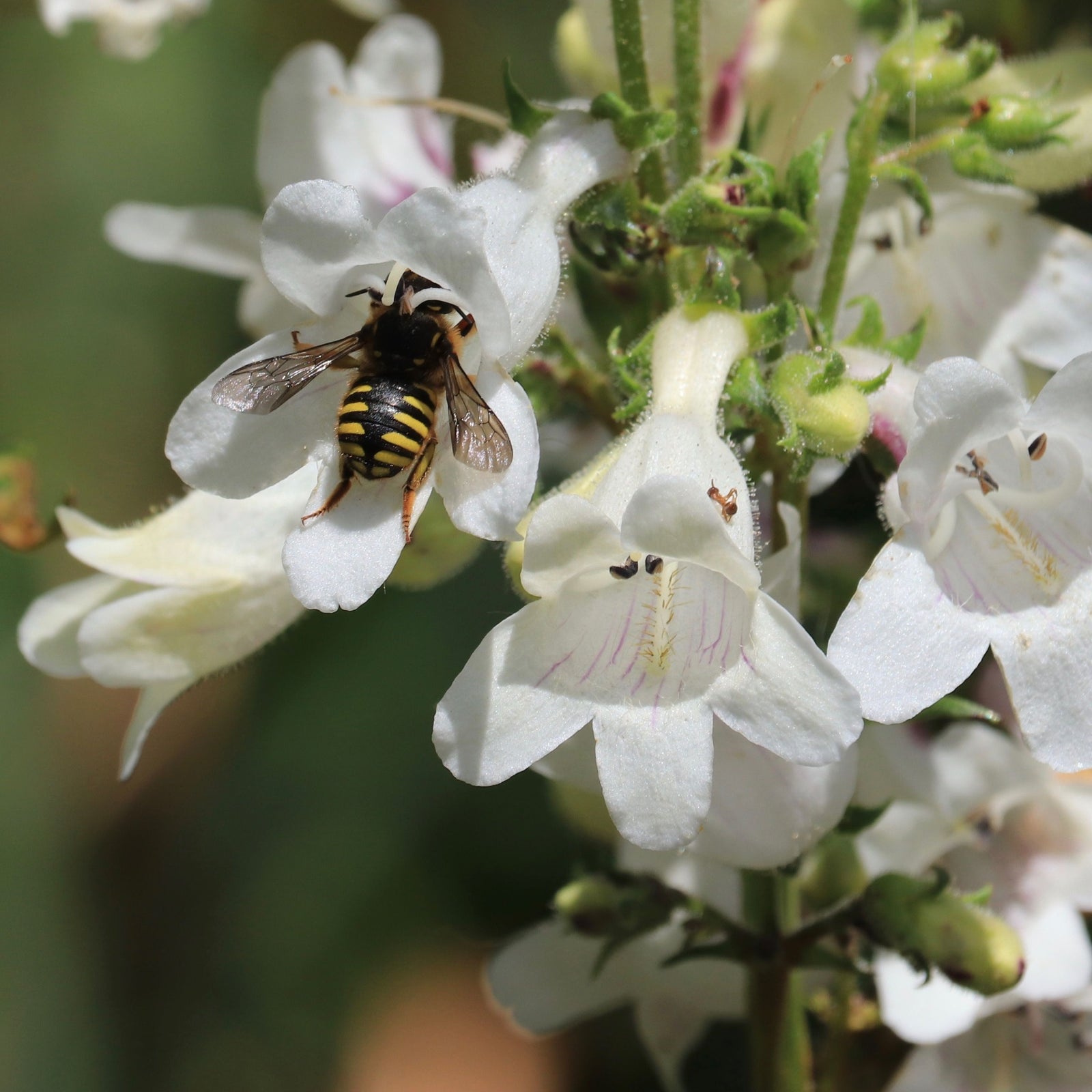 Penstemon 'Snow Storm' 9cm