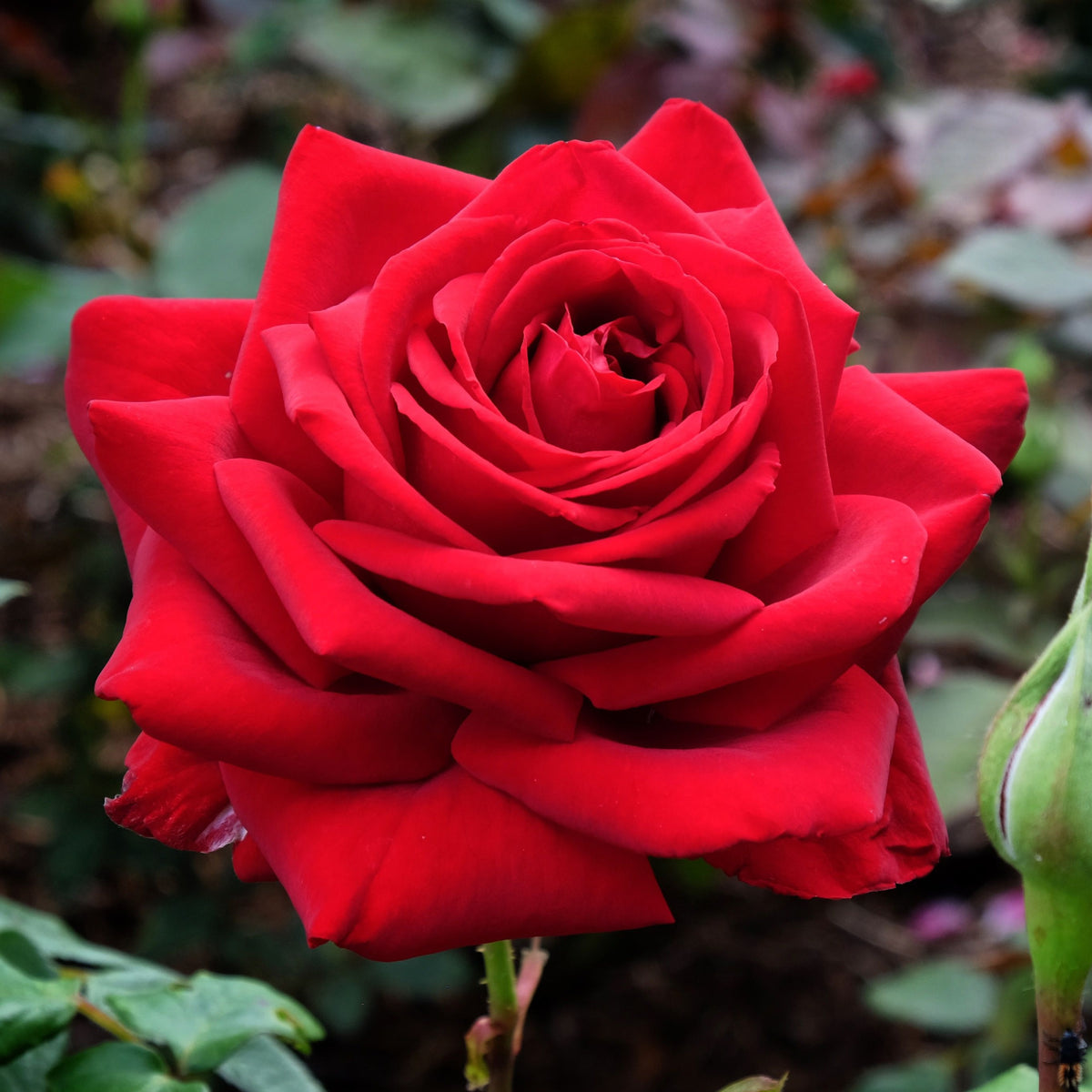 A close-up of the vibrant Crimson Rose &#39;Loving Memory&#39; (Hybrid Tea, 4L Potted, Pre-order Dec &#39;25) in full bloom, velvety petals unfurling amid lush green leaves and a softly blurred background that accentuates its striking beauty.