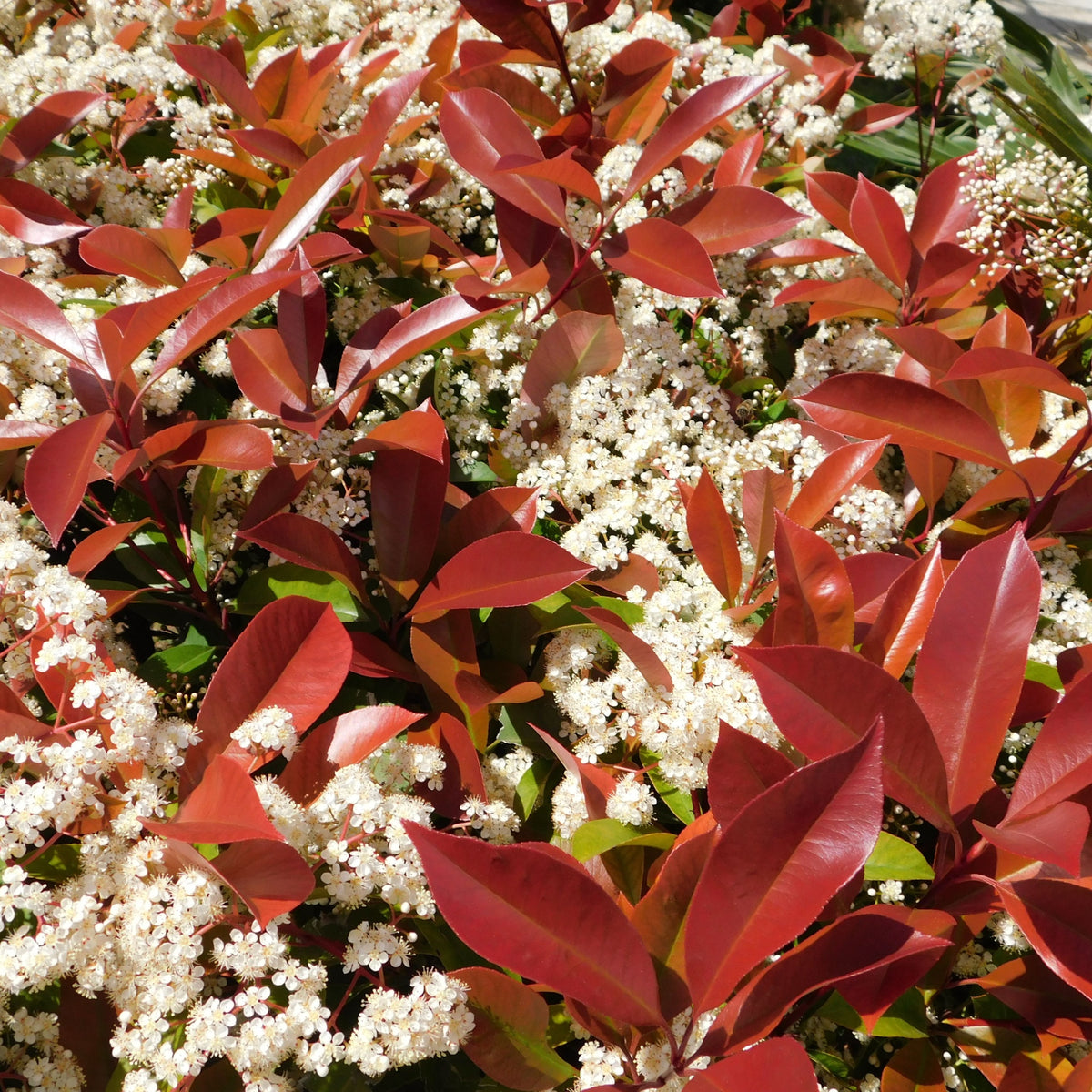 Photinia &#39;Red Robin&#39; on frame 150-180cm features dense clusters of small white flowers and striking red-tipped foliage, making this fast-growing evergreen shrub ideal for a vibrant, eye-catching hedge.