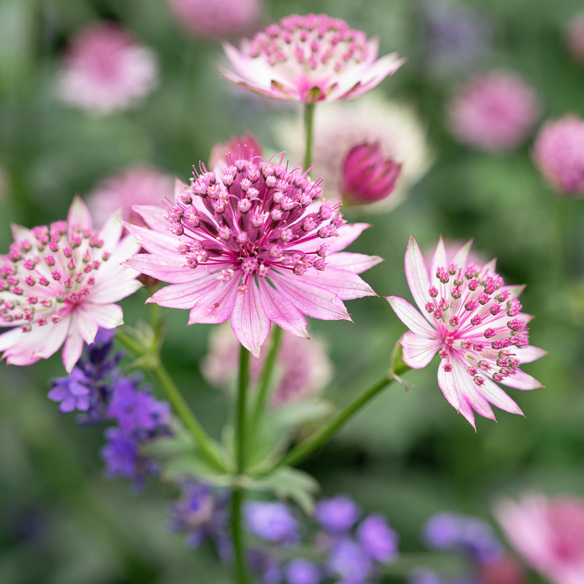 Close-up of Astrantia Gracilis 9cm, a perennial with pink spiky petals and purple centers, set against blurred green foliage and hints of purple flowers in the background.