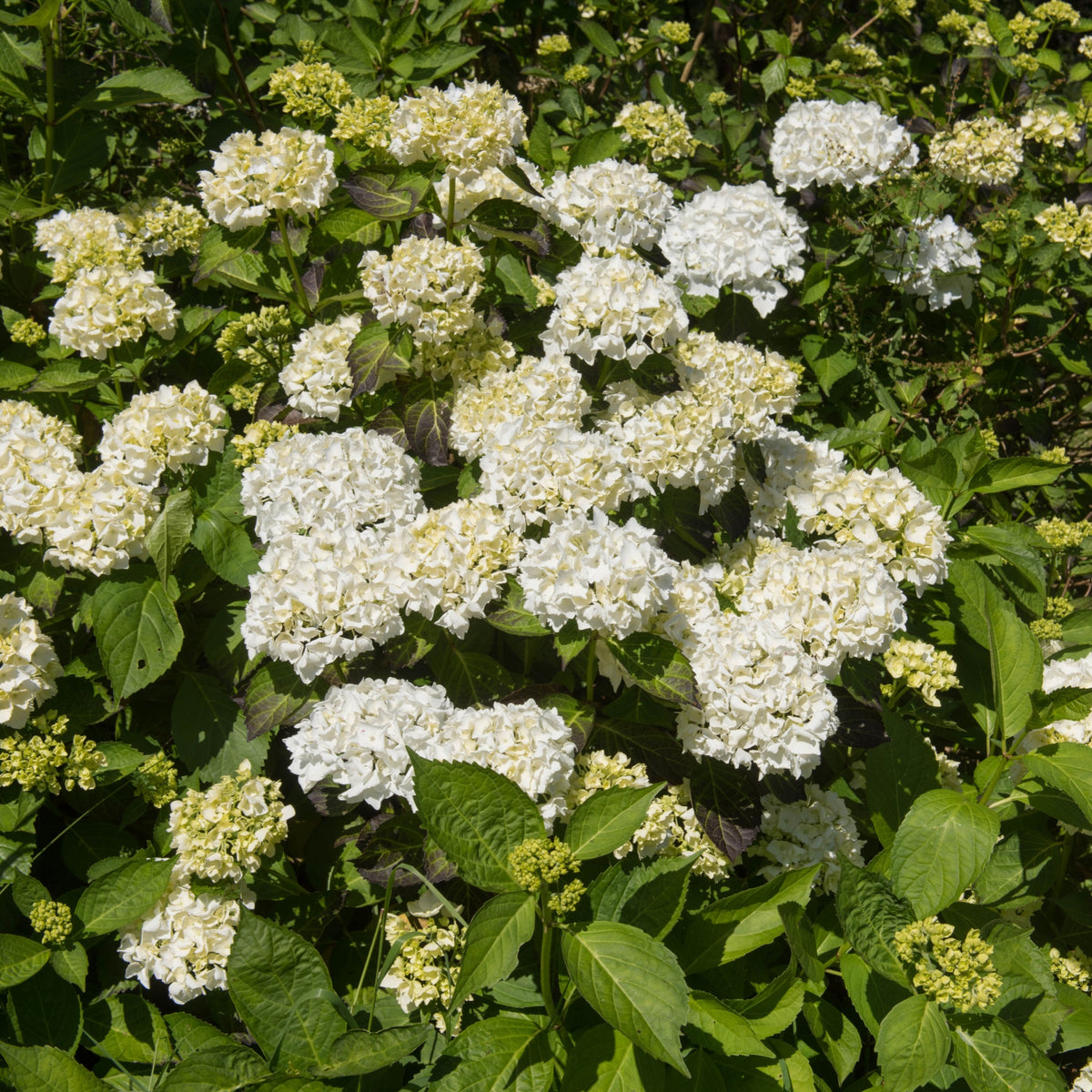 Hydrangea macrophylla &#39;Madame Emile Mouillere&#39; 9cm displays clusters of white blooms nestled among green leaves and buds, brightening any sunlit garden.