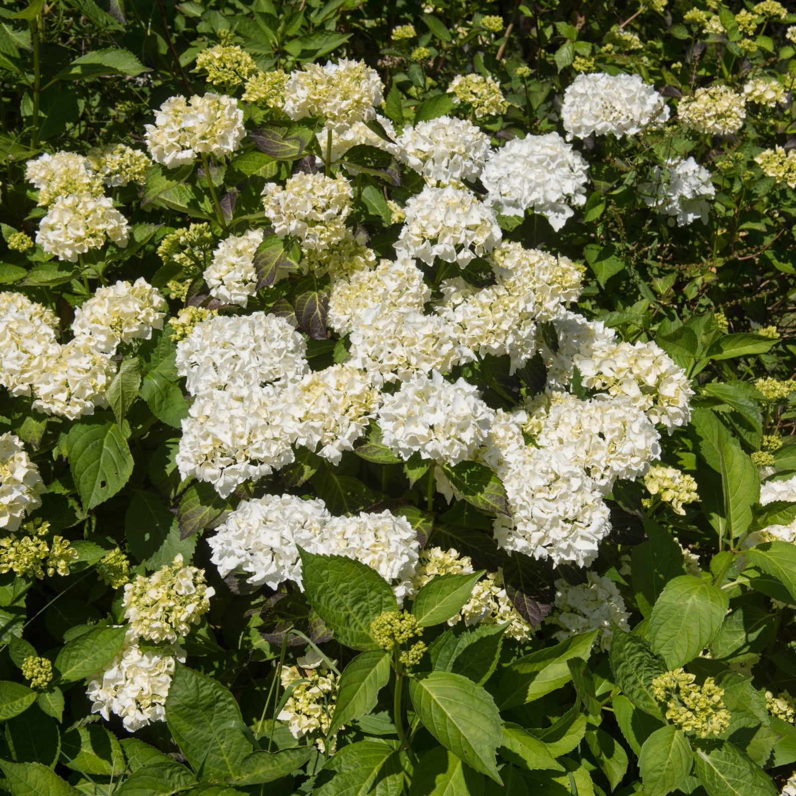 A close-up of Hydrangea macrophylla 'Madame Emile Mouillere' 9cm showcases the delicate white petals of this stunning variety.